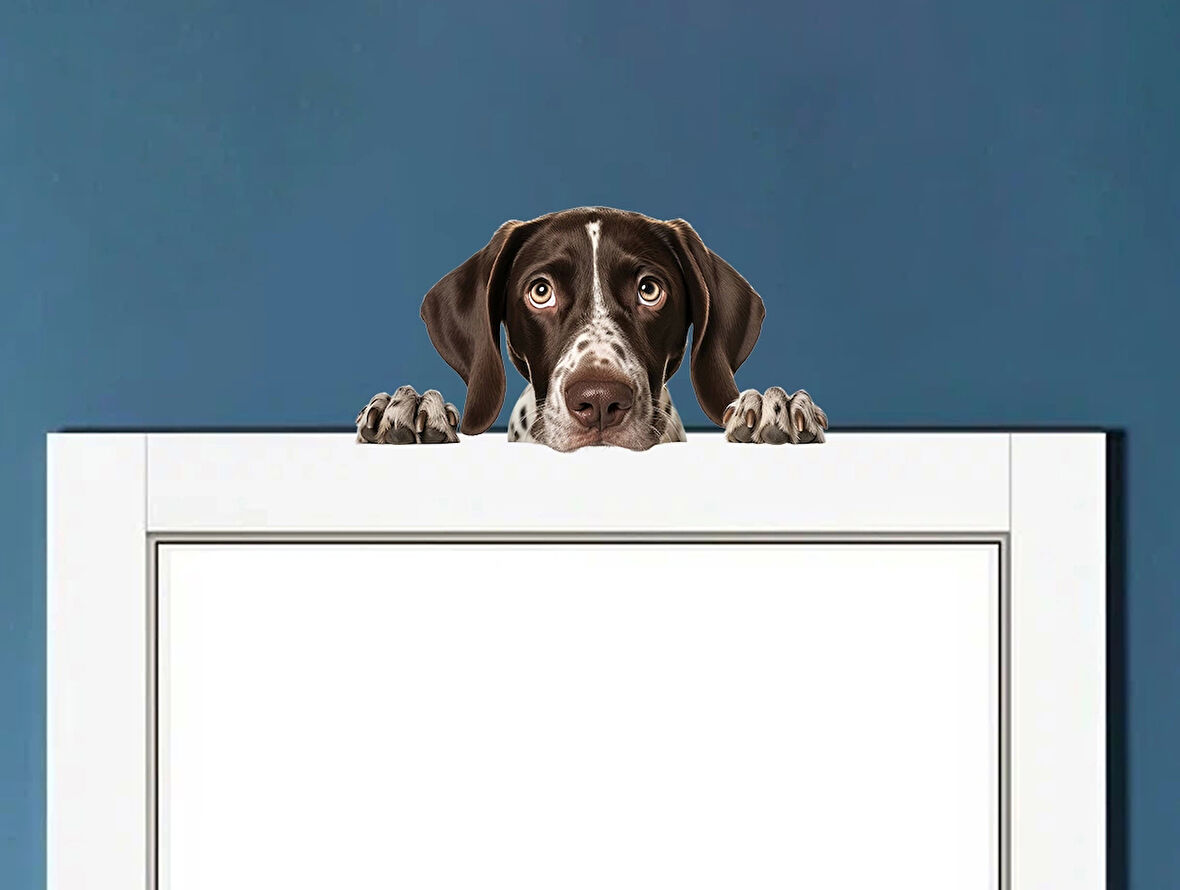Kahverengi Beyaz Benekli Kısa Tüylü Pointer Köpek Duvar Sticker'ı