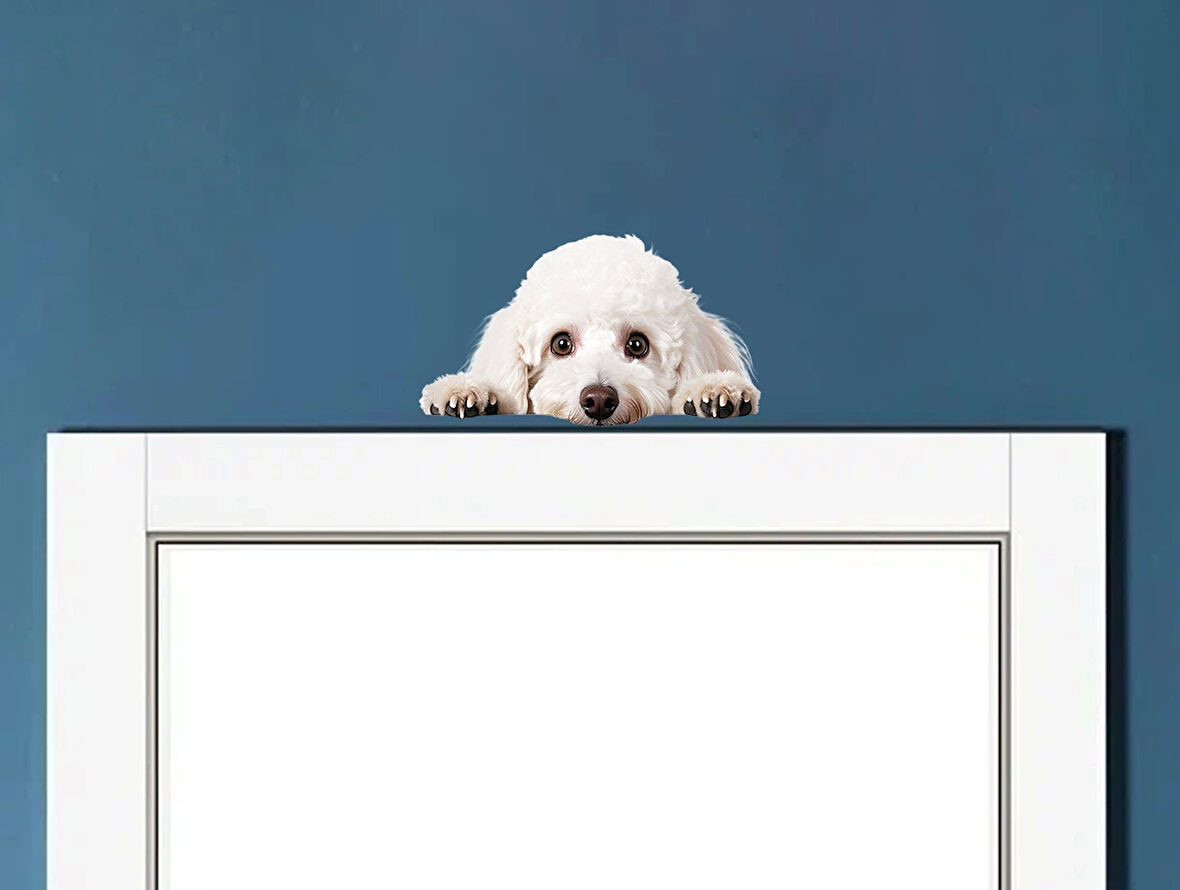 Corgi Yavrusu Duvar Stickerı