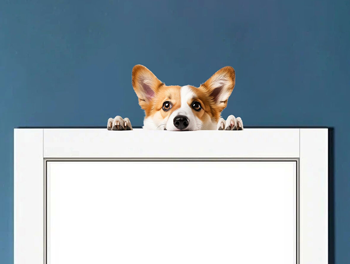 Corgi Yavrusu Duvar Stickerı