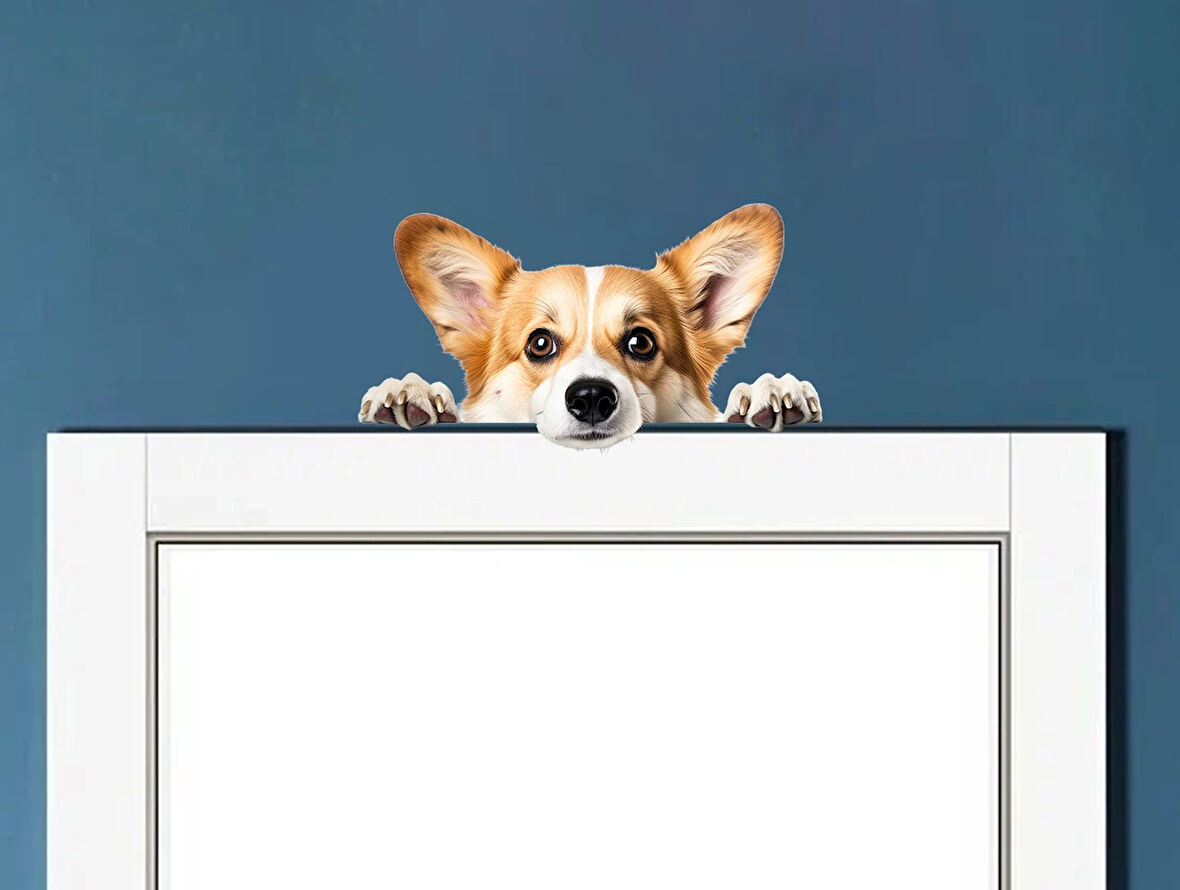 Corgi Yavrusu Duvar Stickerı