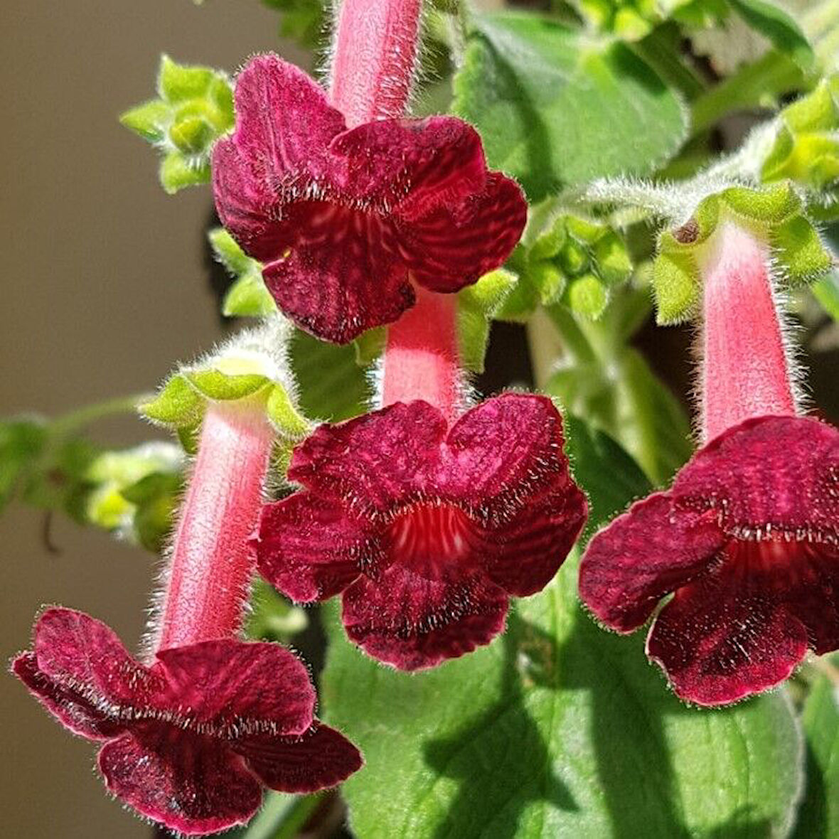 Koleksiyonluk Ni's Miilred Kohleria Çiçeği Fidesii (Mini Potta)