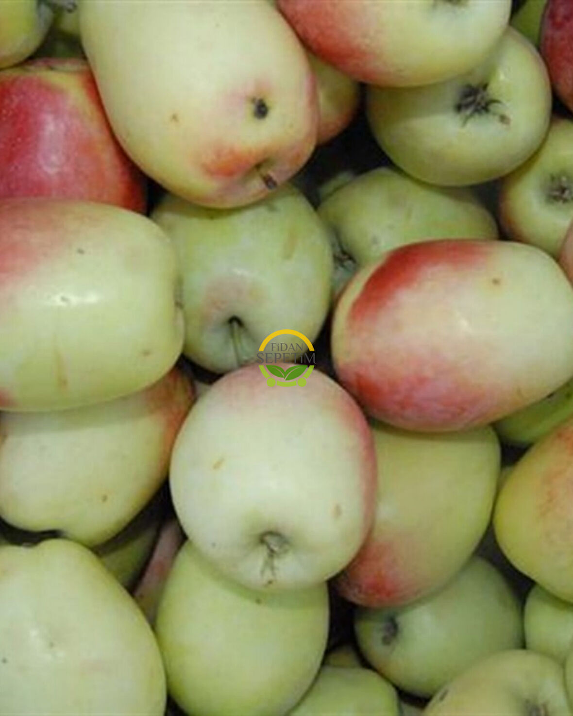 4 Yaş Aşılı Ferik (Ferek) Elma Fidanı