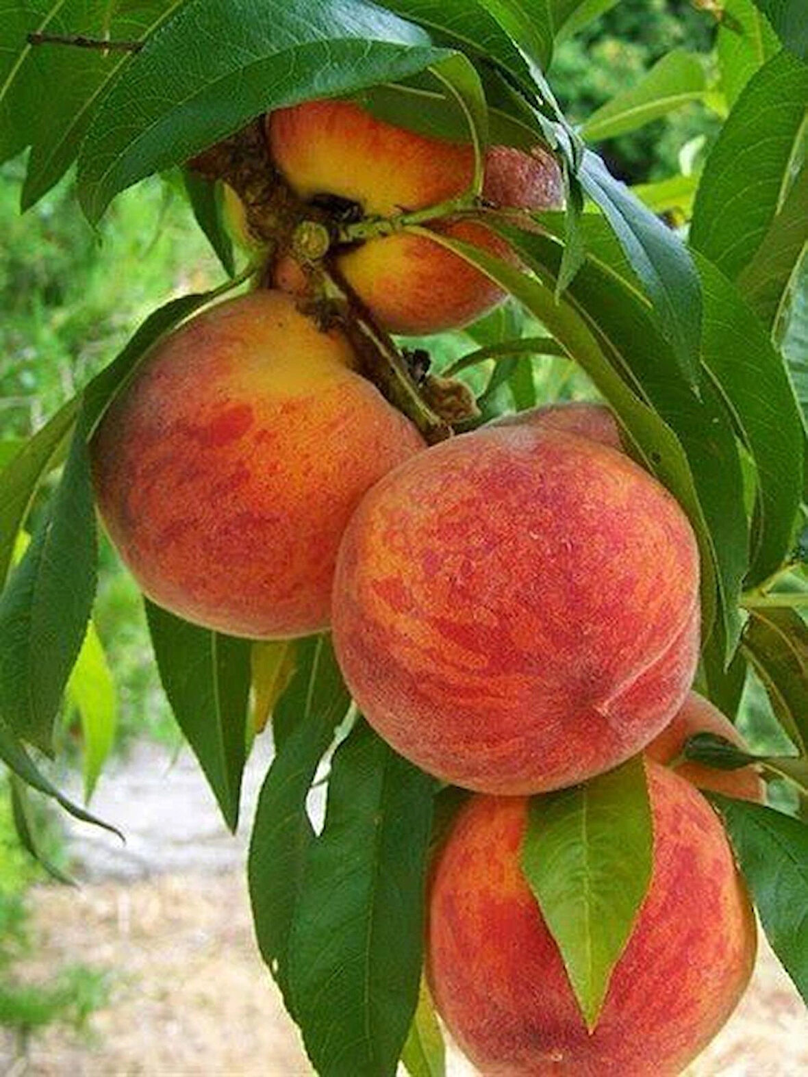 ŞEFTALİ FİDANI ( SUMMER KİNG ) 3 YAŞLI