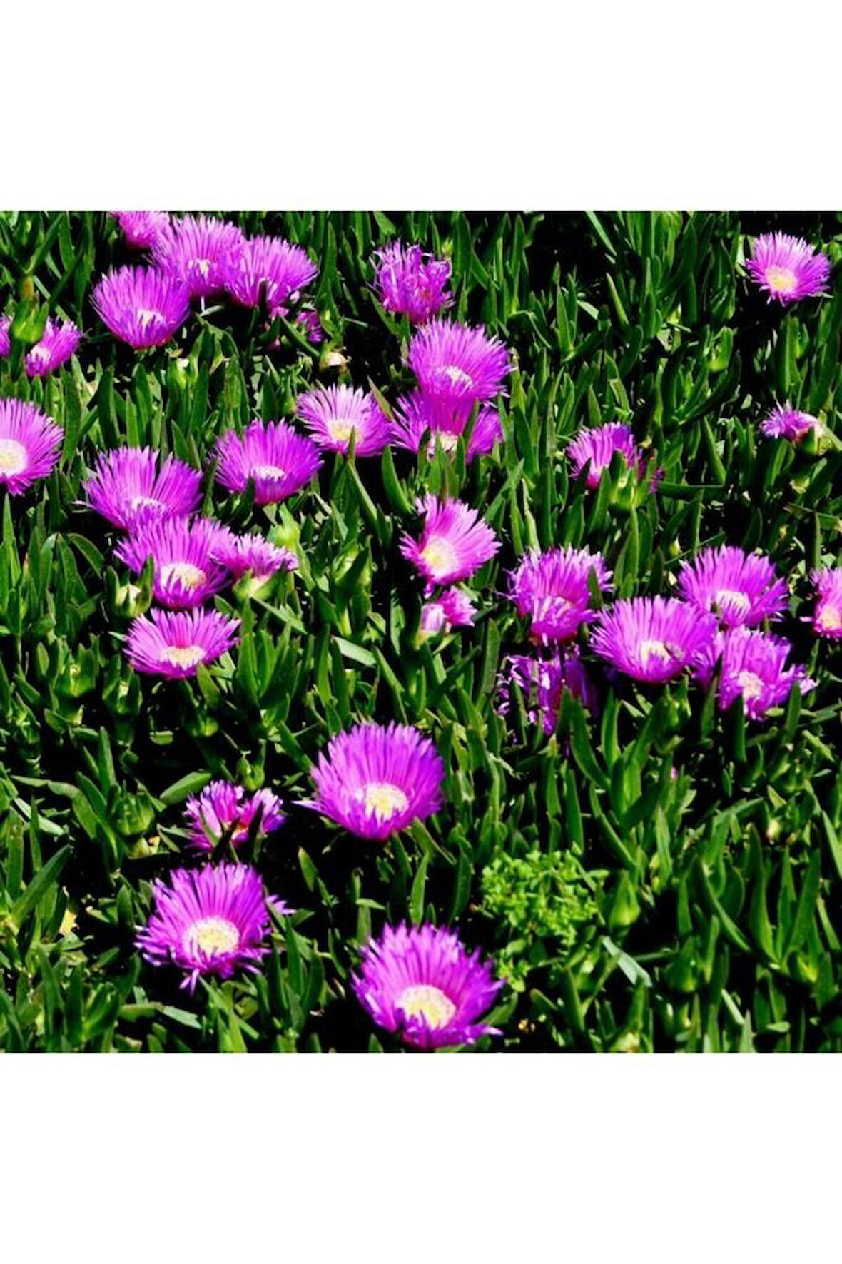 Kaz Ayağı Bitkisi  10-20 cm