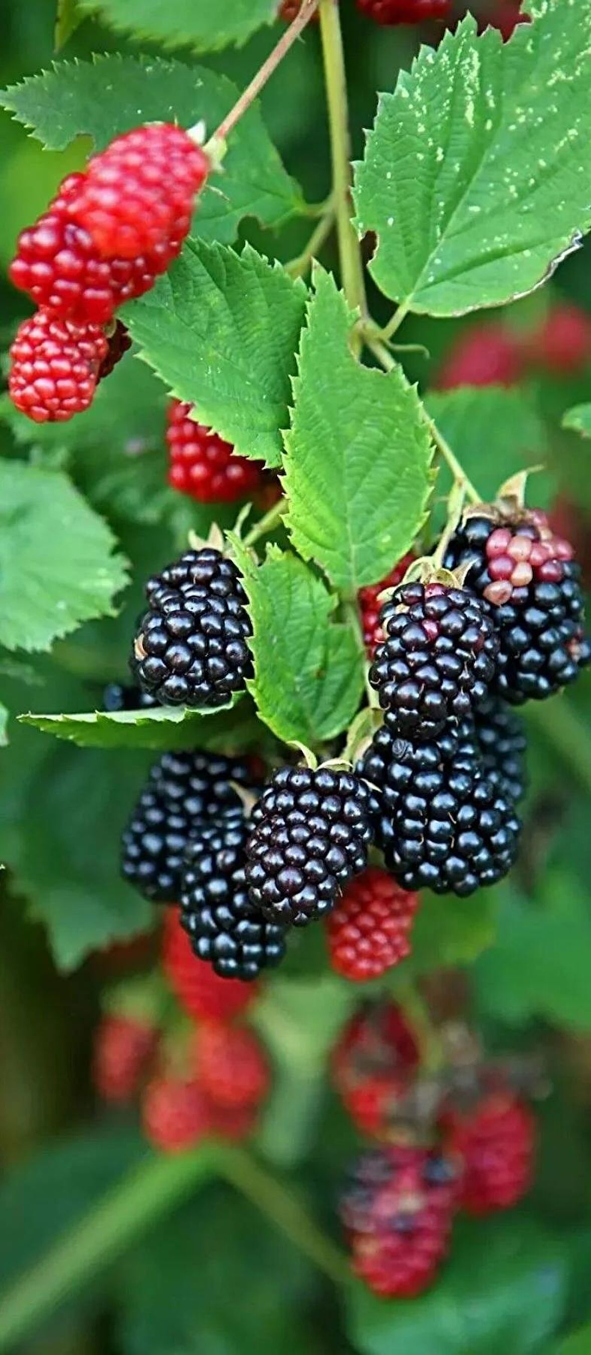 2 ADET Yediveren Böğürtlen fidanı [Rubus fruticosus} tüplü