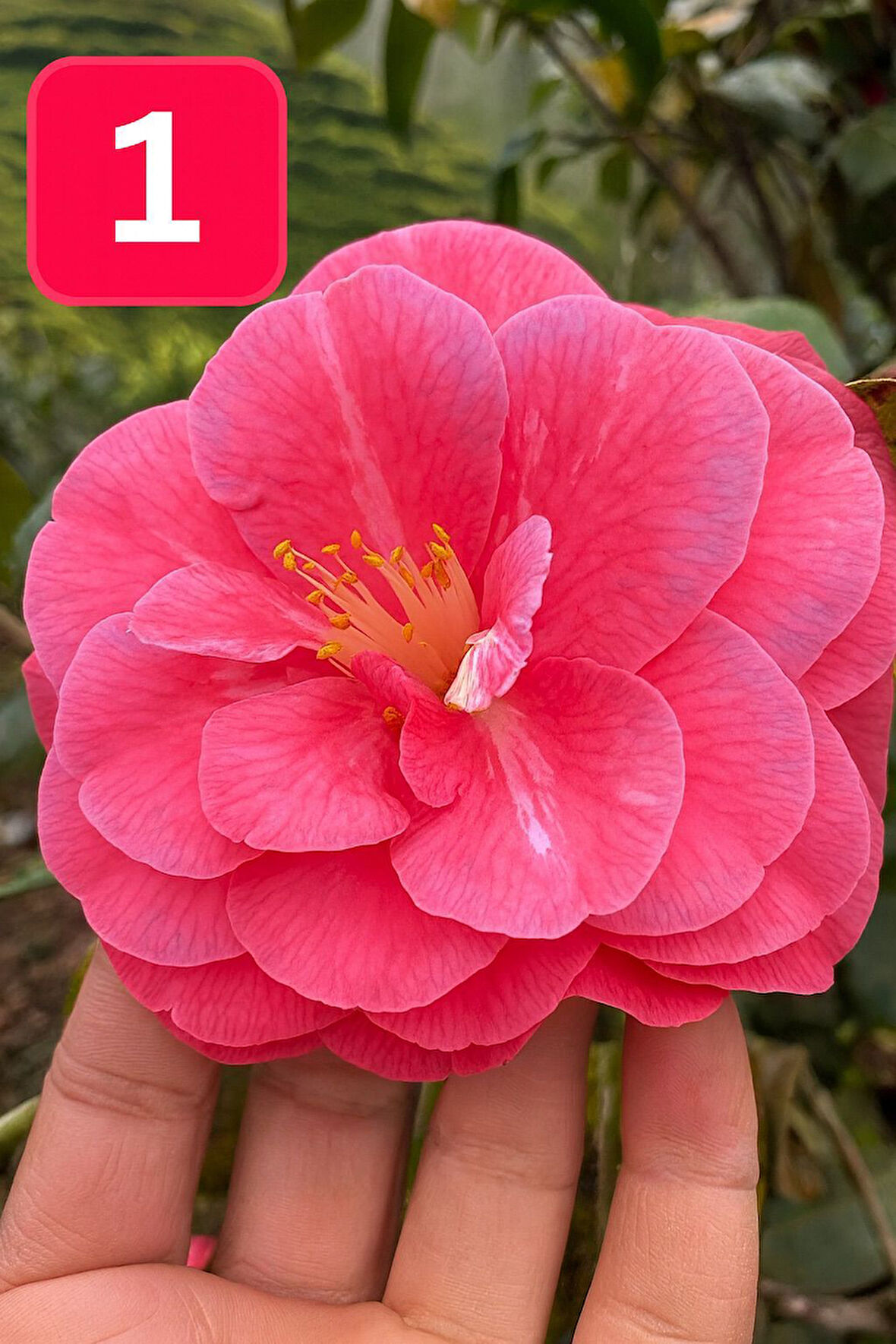 Mini Saksıda İri Goncalı Desire Kamelya Fidesi  (5-10 cm)