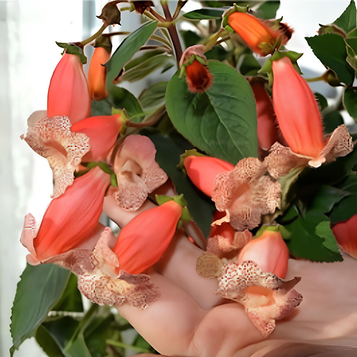 Koleksiyonluk Peach Quen  Kohleria Japon Küpelisi Çiçeği Fidesi (Mini Potta)