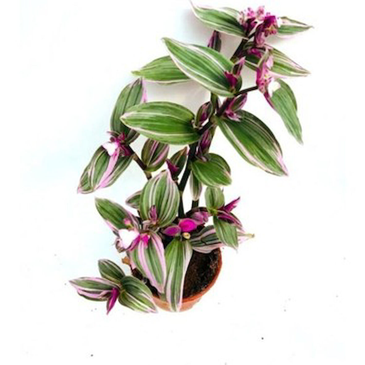 Tradescantia Nanouk 15 cm Pembe Telgraf Çiçeği Canlı Bitki