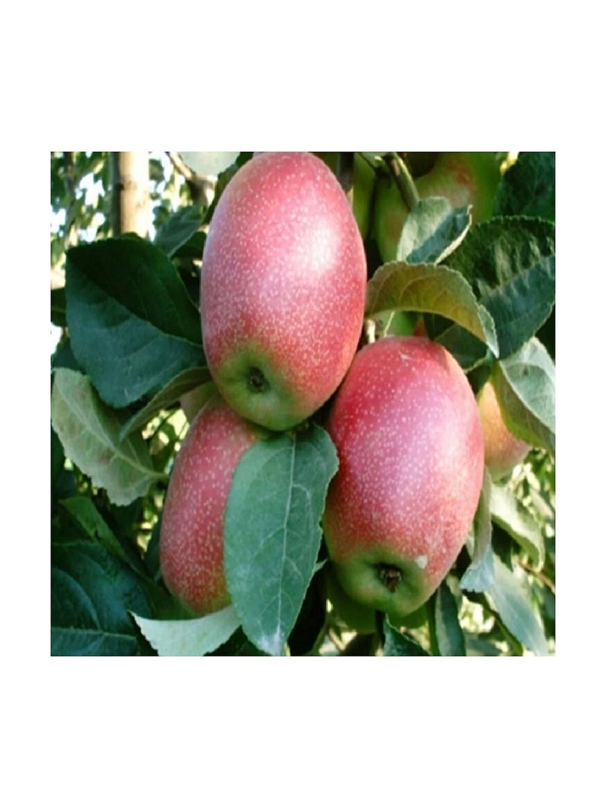 Summer Red Elma Fidanı Aşılı ( Tüplü \ 80-100 Cm )