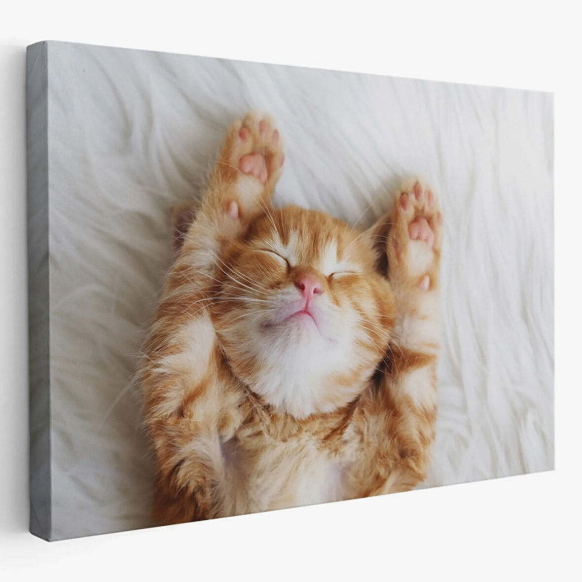 Kedi Yavrusu, Hayvan Temalı Dekoratif Kanvas Tablo, Duvar Dekoru 1125