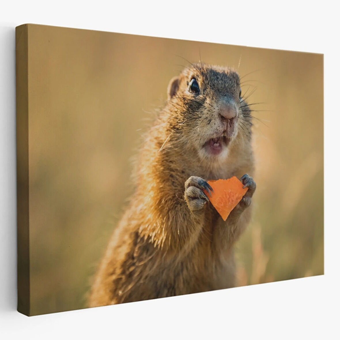 Şaşkın Sincap, Hayvan Temalı Dekoratif Kanvas Tablo, Duvar Dekoru 1158