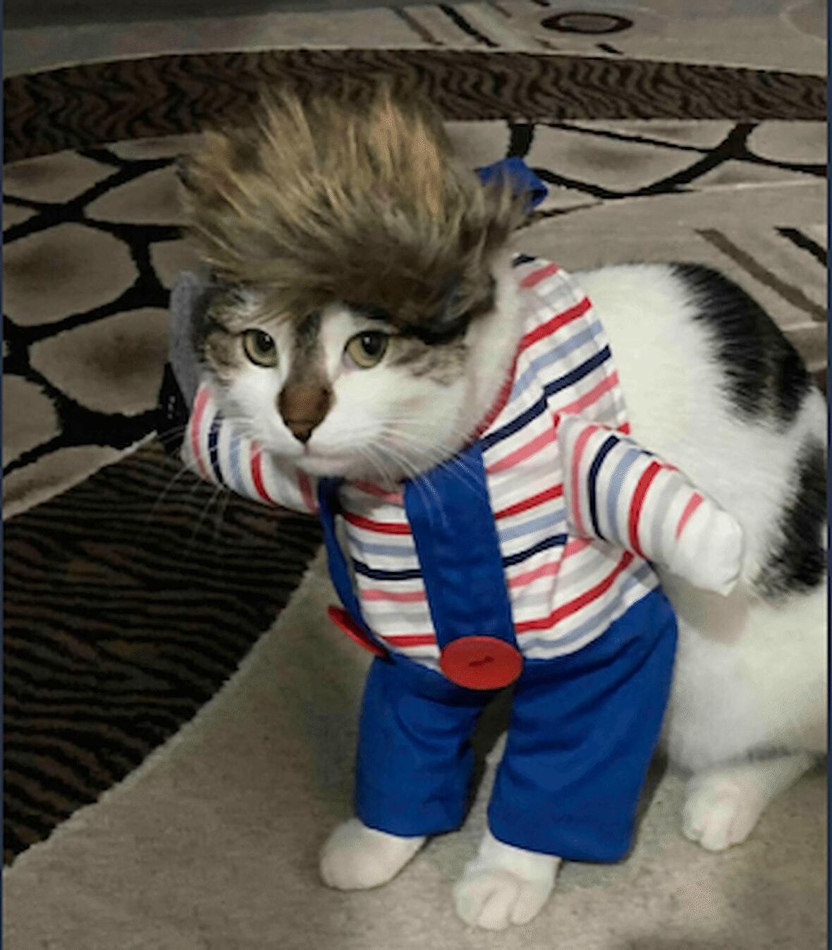 Katil Bebek Chucky Kedi Kostümü