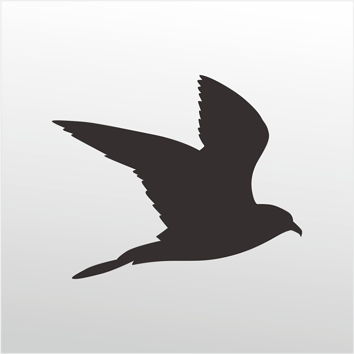 Folyo Sticker Güvercin