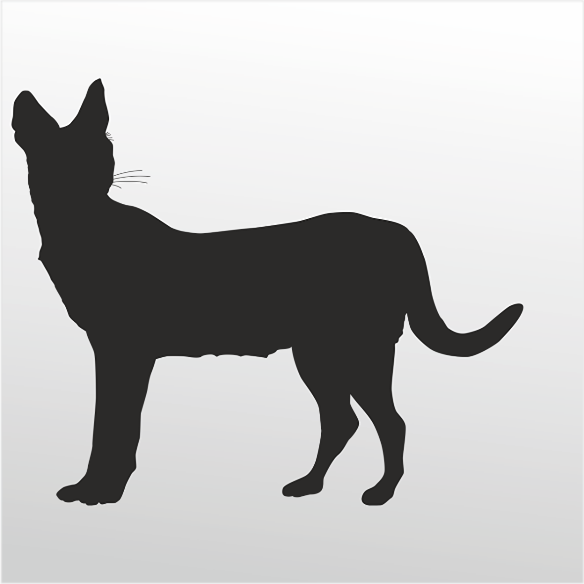 Folyo Sticker Kedi