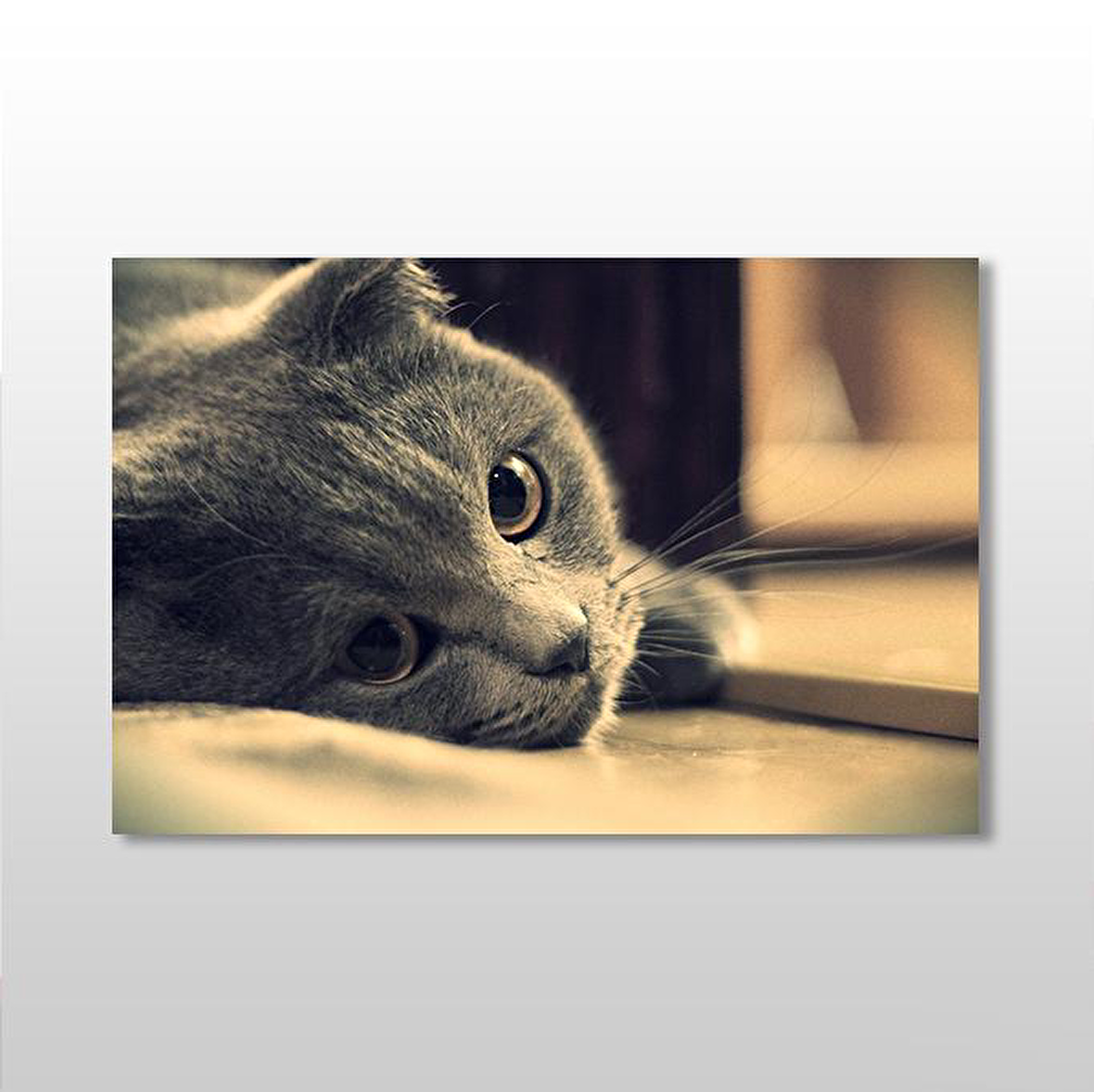 Siyah Kedi Kanvas Tablo