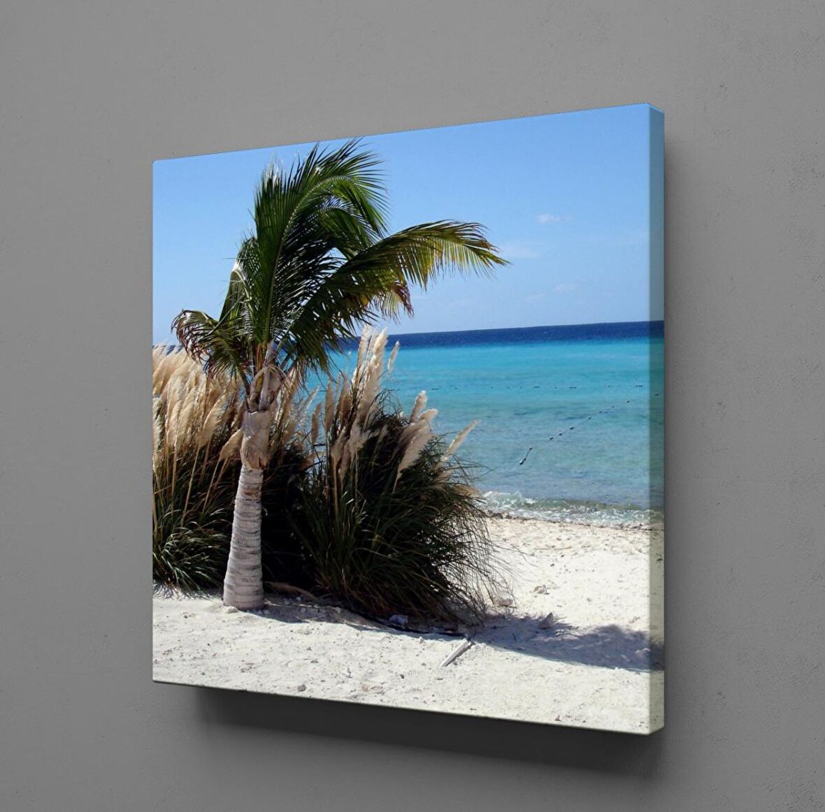 PALMİYE AĞACI KUMSALDA