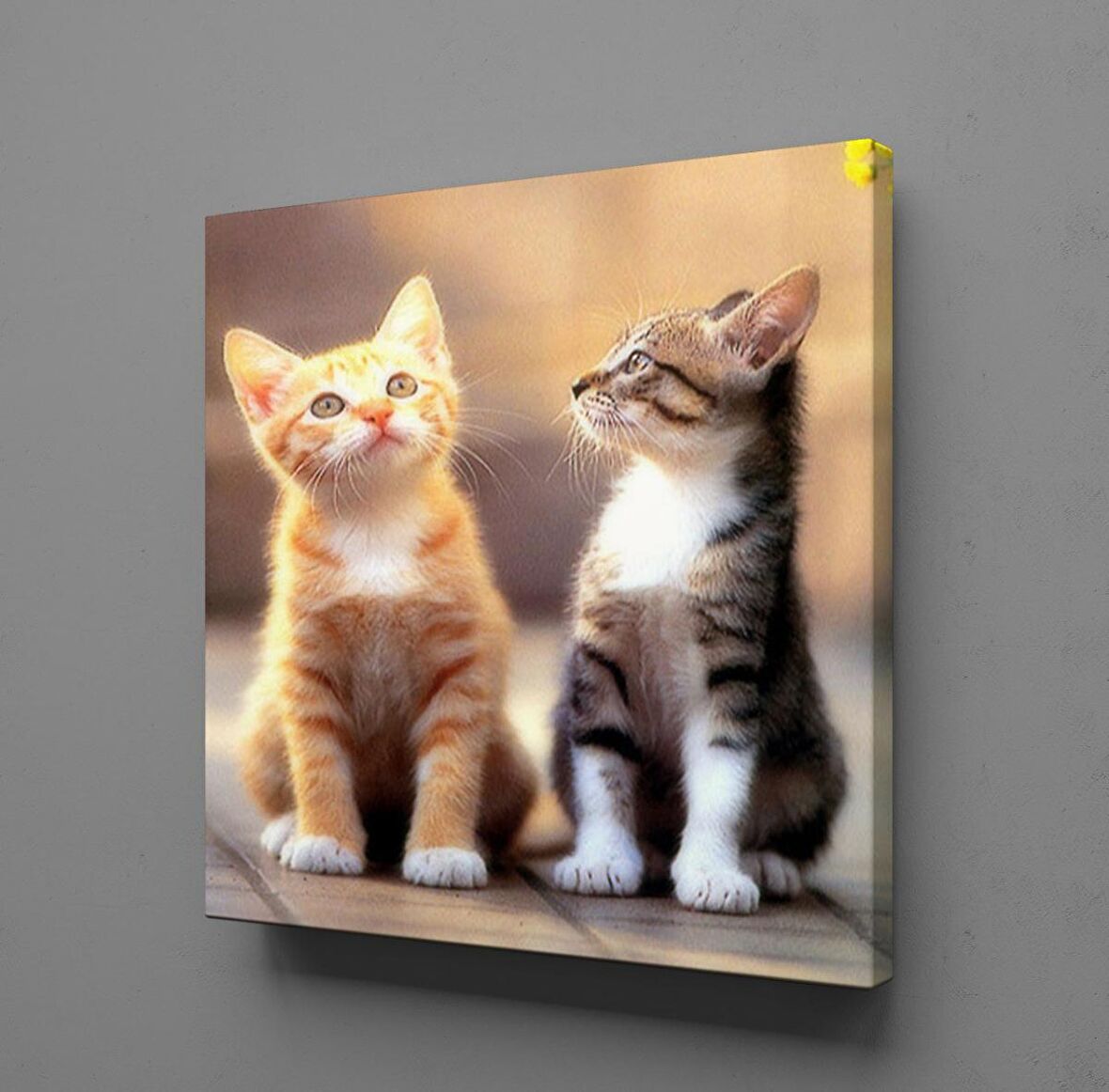 FARKLI RENKTE KEDİ