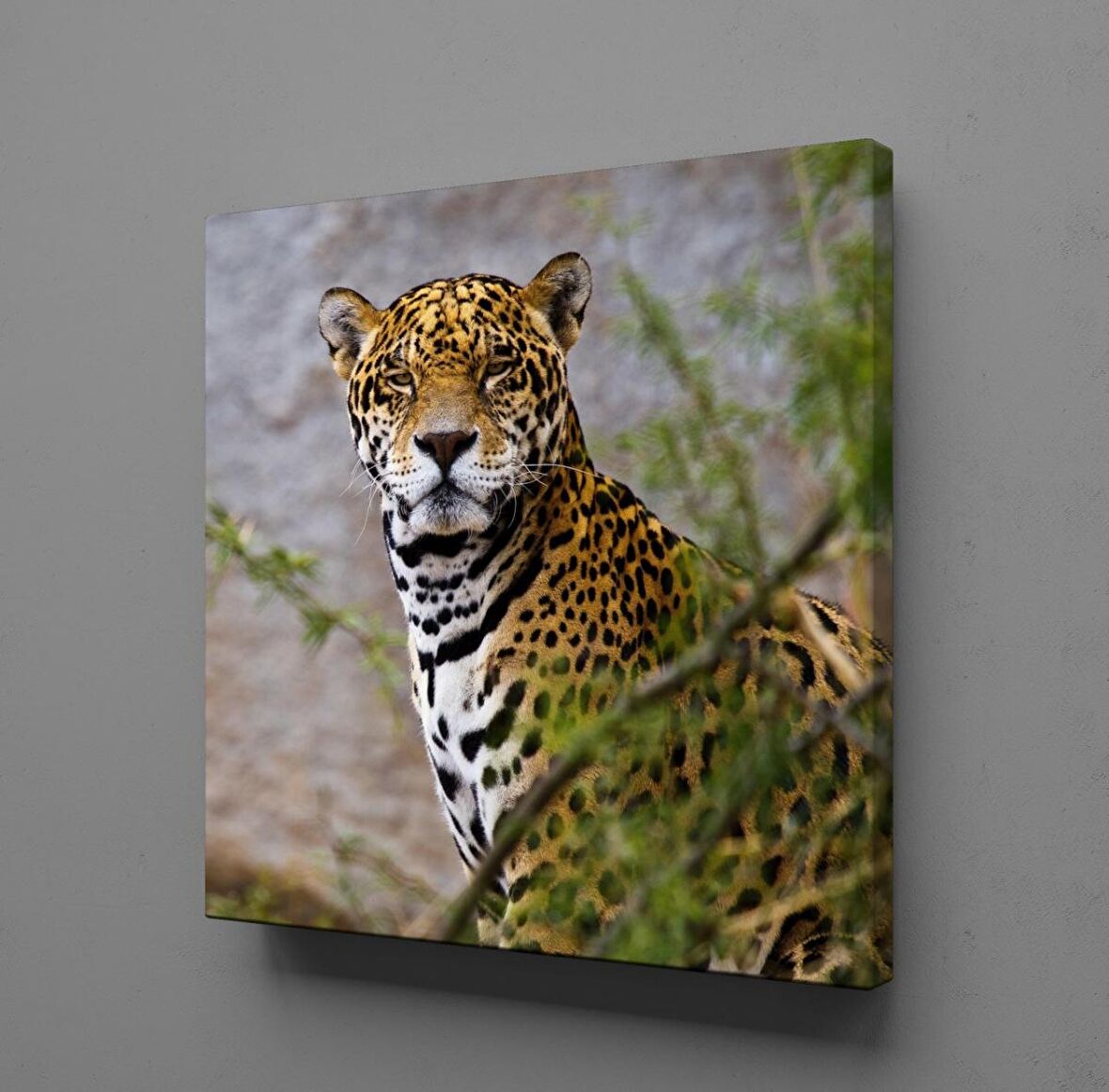 LEOPARIN DURUŞU
