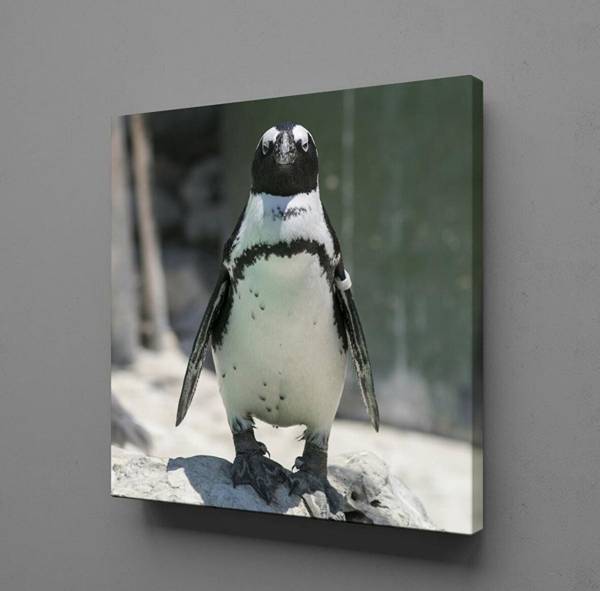 PENGUEN