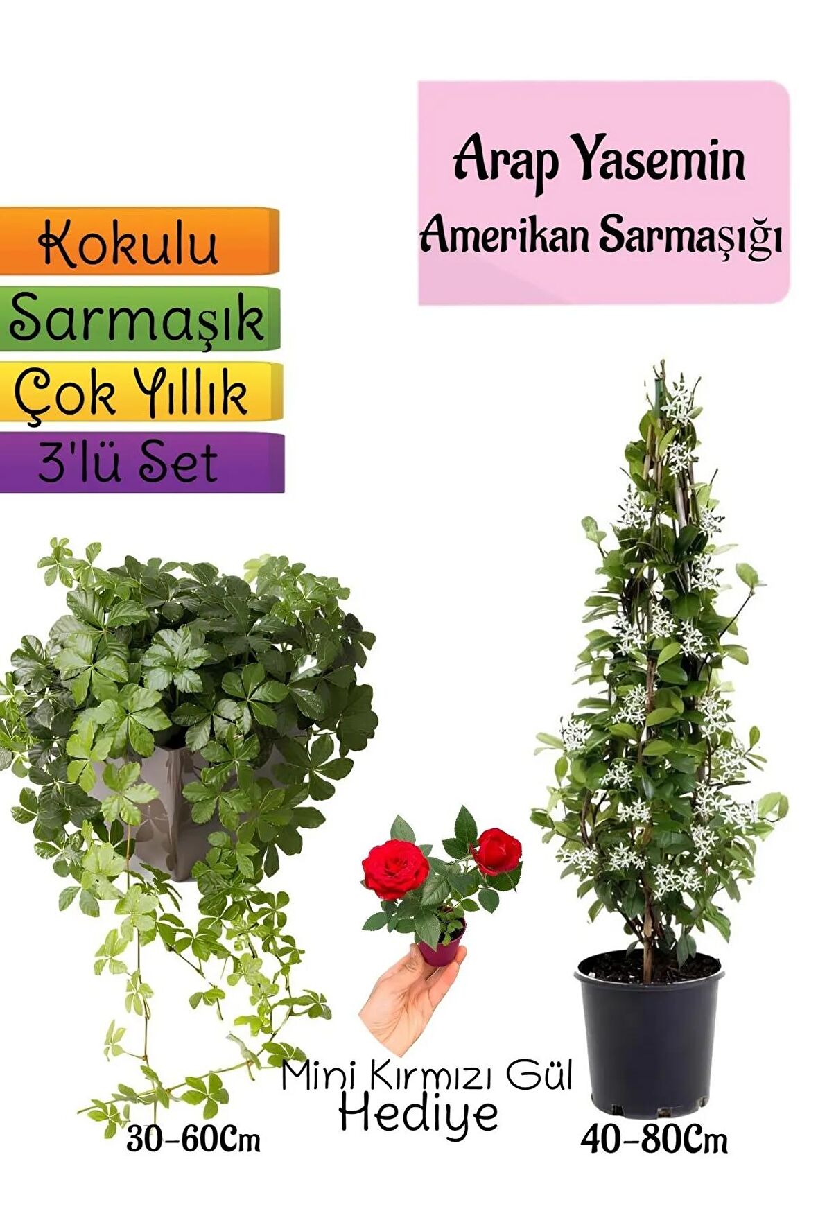 Kokulu Arap Yasemini+Amerikan Sarmaşığı+Mini Gül Hediyeli 3'lü Bahçe Seti