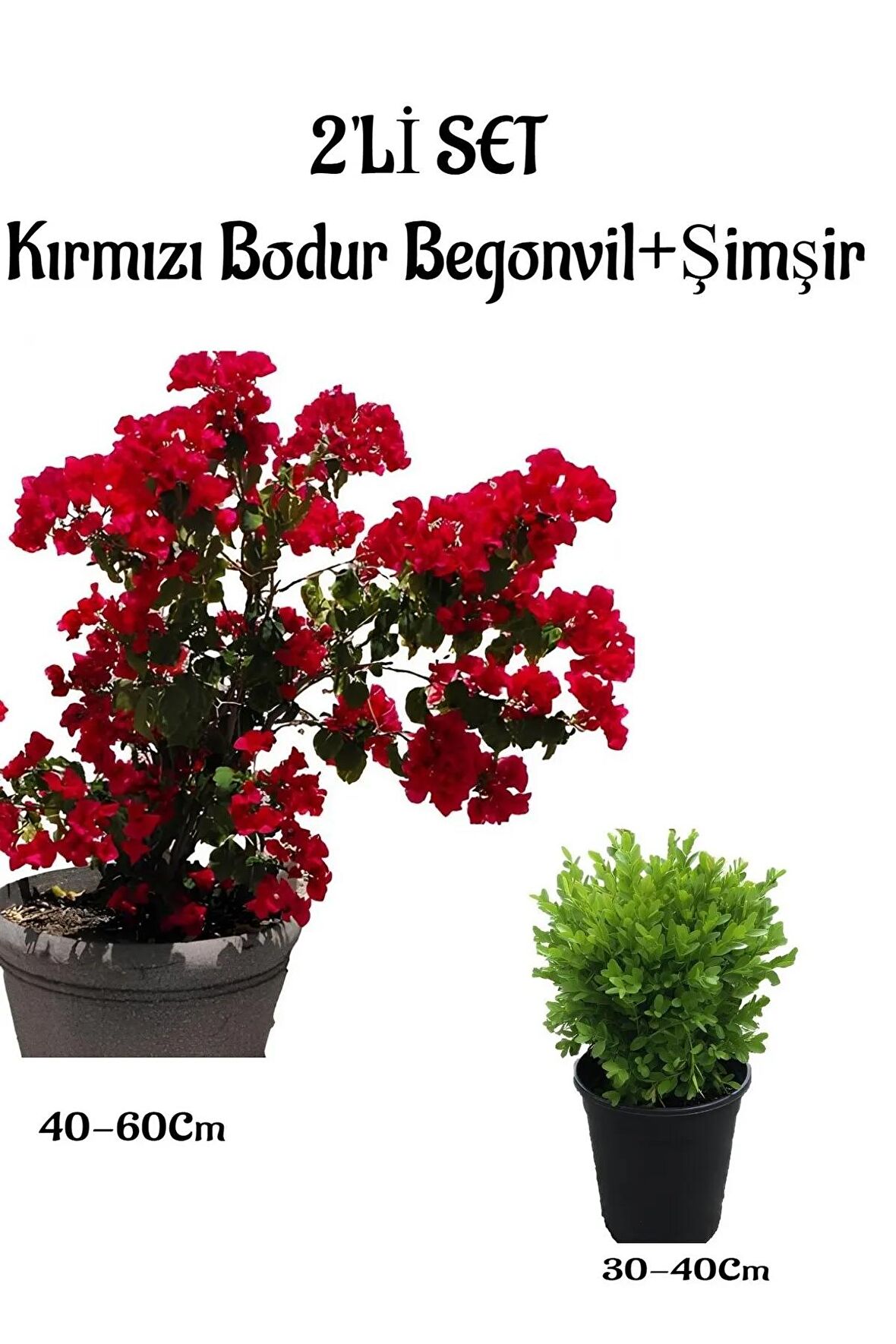 Kırmızı Renk Bodur Begonvil Fidanı(40-60)+Çalı Şimşiri 2'li Set Saksılı Bahçe Bitkisi