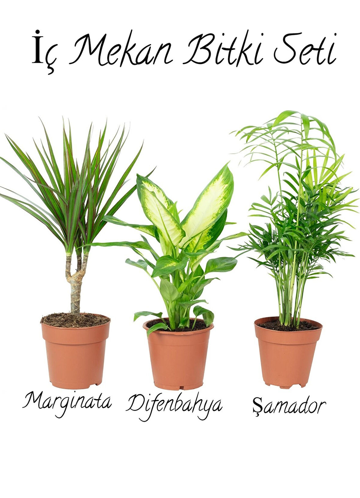 Salon Bitki Seti Dracaena Marginata(35-50cm)-Difenbahya(30-50cm)-Şamador(15-25cm)