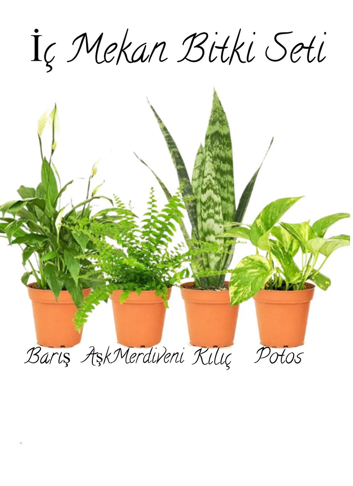 Barış Çiçeği (30-45cm)-Aşk Merdiveni-Yeşil Kılıç (20-30cm)-Pothos Sarmaşığı(20-45cm)