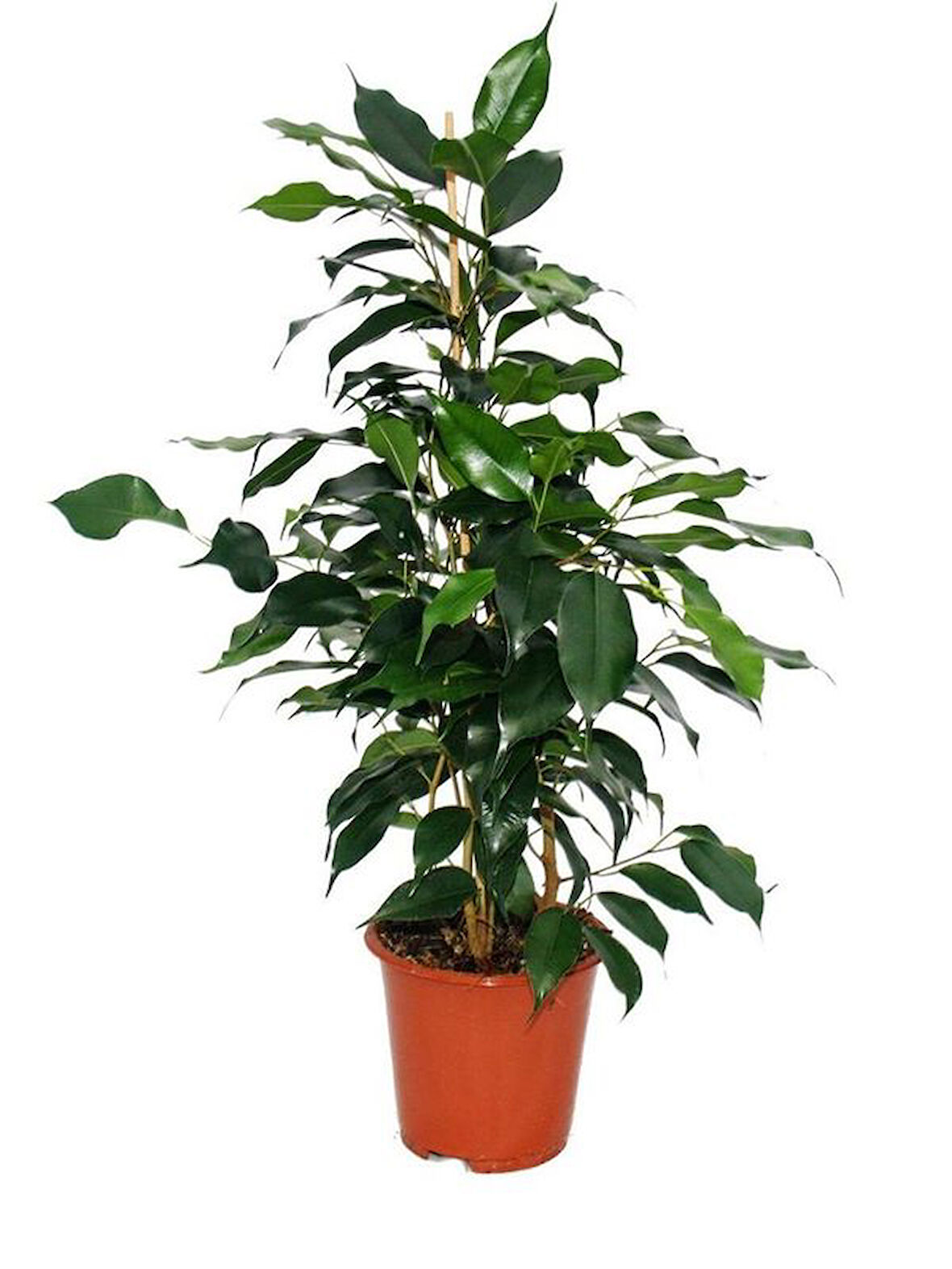 Yeşil Yapraklı Canlı Ev ofis Salon Bitkisi 40-60cm Ficus Benjamina