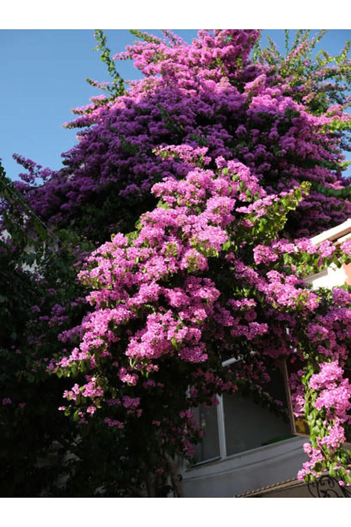 Videolu Pembe Leylak Çiçeği Fidanı (60 80 CM)1 Adet Saksılı/tüplü Dış Mekan Bitkisi Syringa Vulgaris