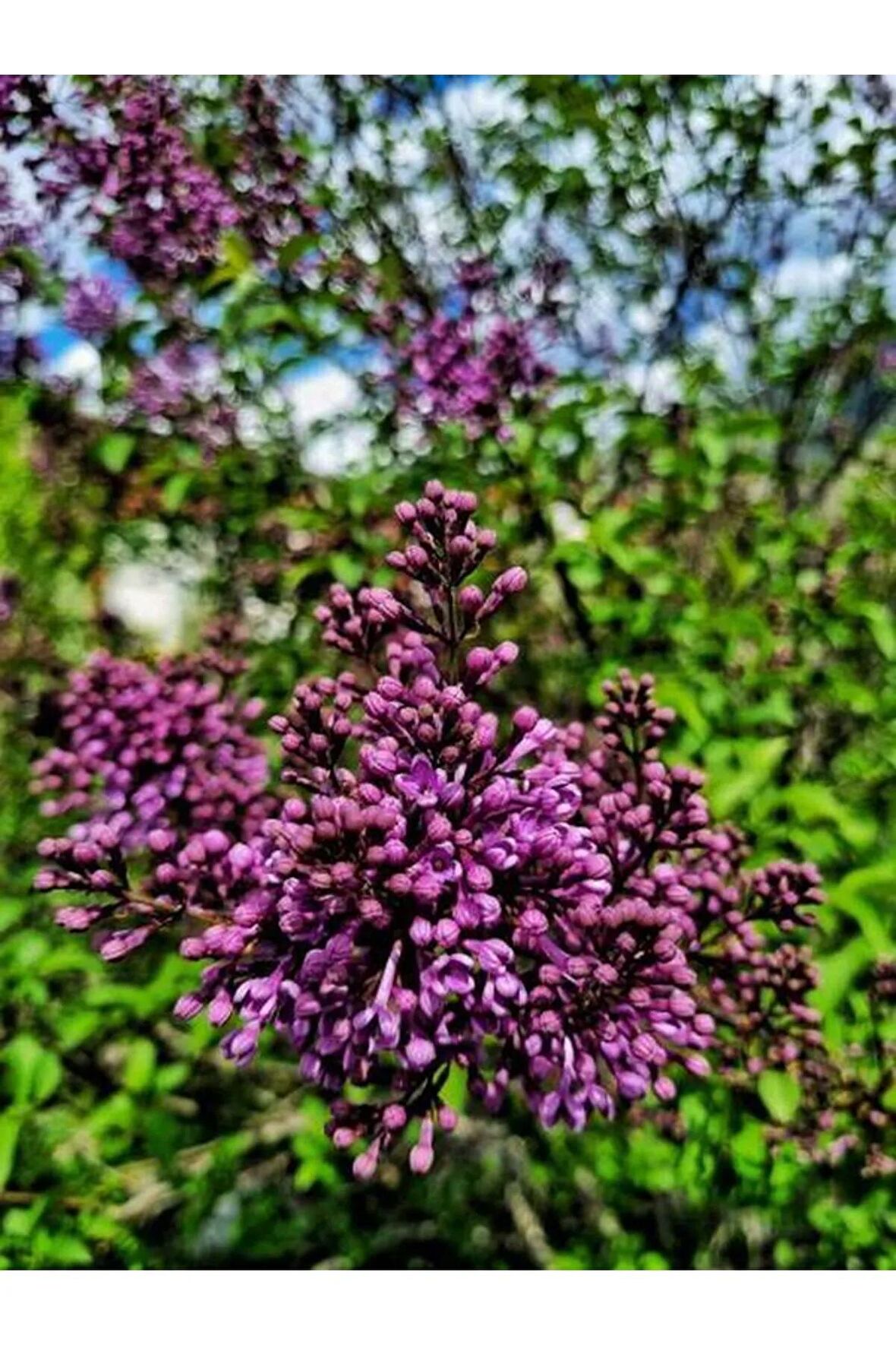 Videolu Mor Leylak Çiçeği Fidanı (50 70cm )1 Adet Tüplü Dış Mekan Bitkisi Syringa Reticulata