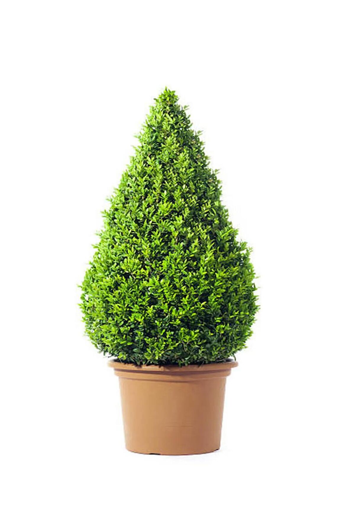 Videolu Şimsir Çalı (BUXUS MİCROPHYLLA 'FAULKNER') (30-40 CM)1 Adet Dış Mekan Bitkisi Boxwood