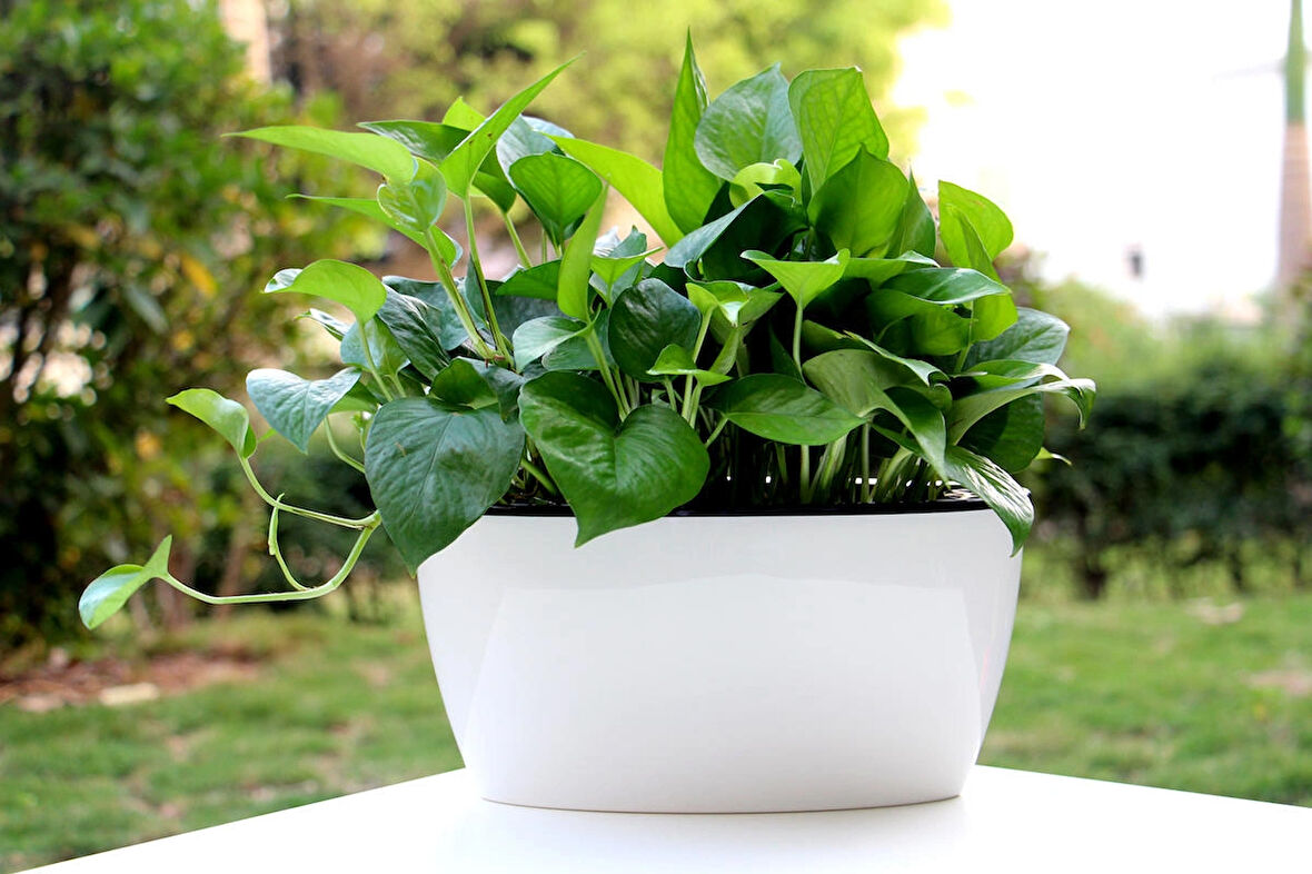 Kendinden Sulamalı Parlak Oval Akıllı Saksı (Büyük Boy)