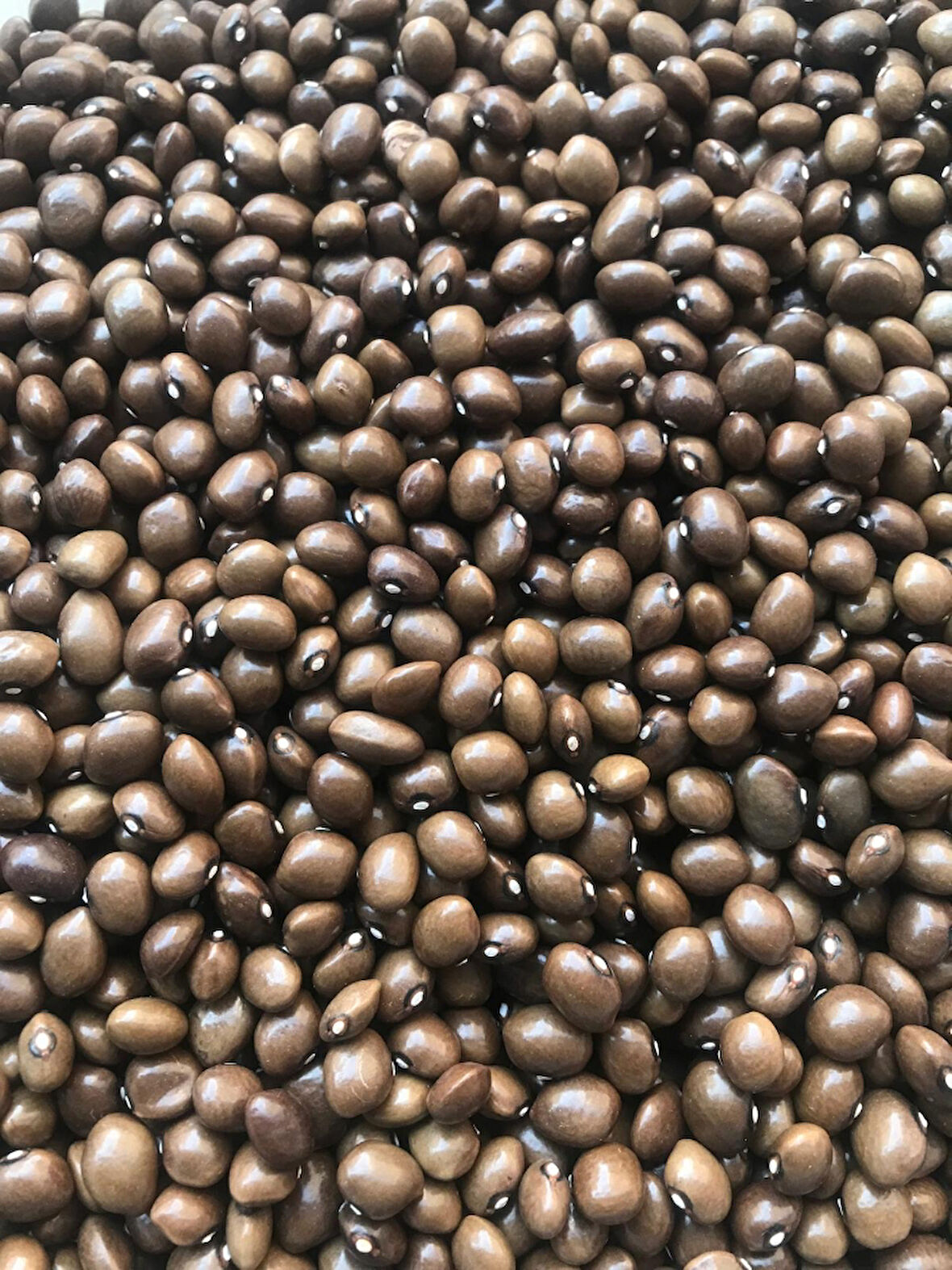 YERLİ BONCUK AYŞE SIRIK FASULYE TOHUMU 100 GR