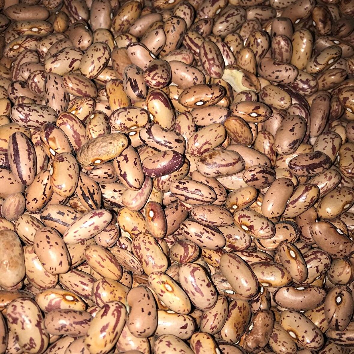  YERLİ OTURAK BARBUNYA TOHUMU 500 GR