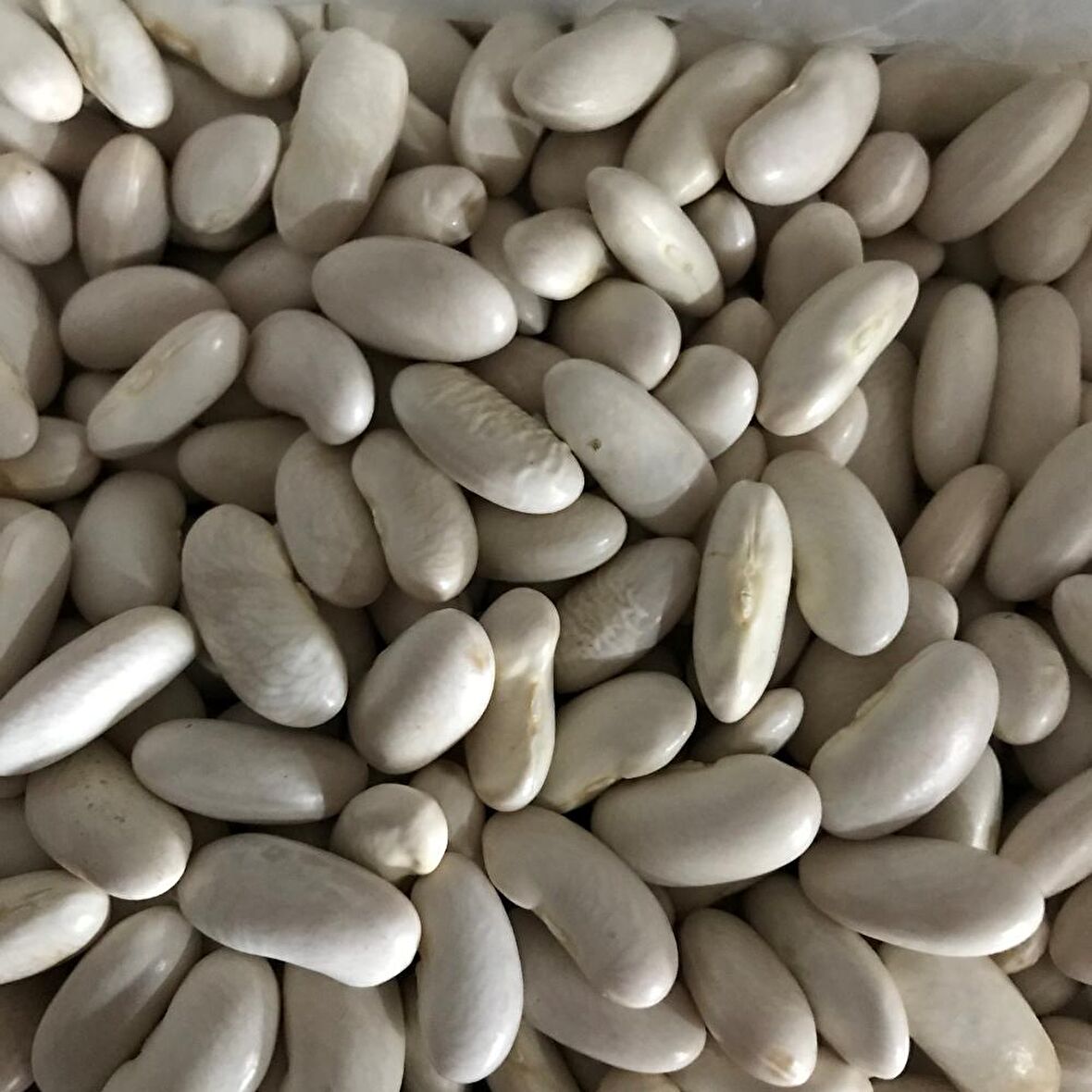  YERLİ OTURAK BEYAZ FASULYE ( HOROZ FASULYESİ ) 500 GR