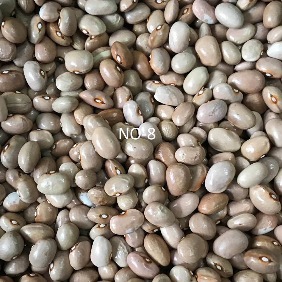  YERLİ SIRIK AYŞE KADIN FASULYE TOHUMU 500 GR (KREM)