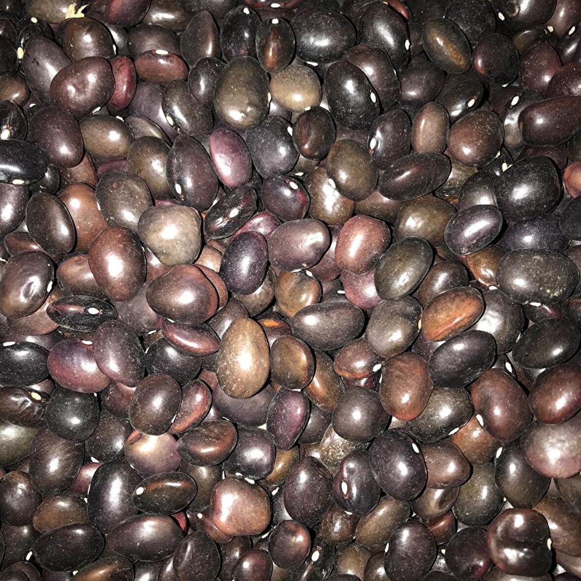 YERLİ UZUN ENLİ TURŞULUK FASULYE TOHUMU 500 GR (MOR)