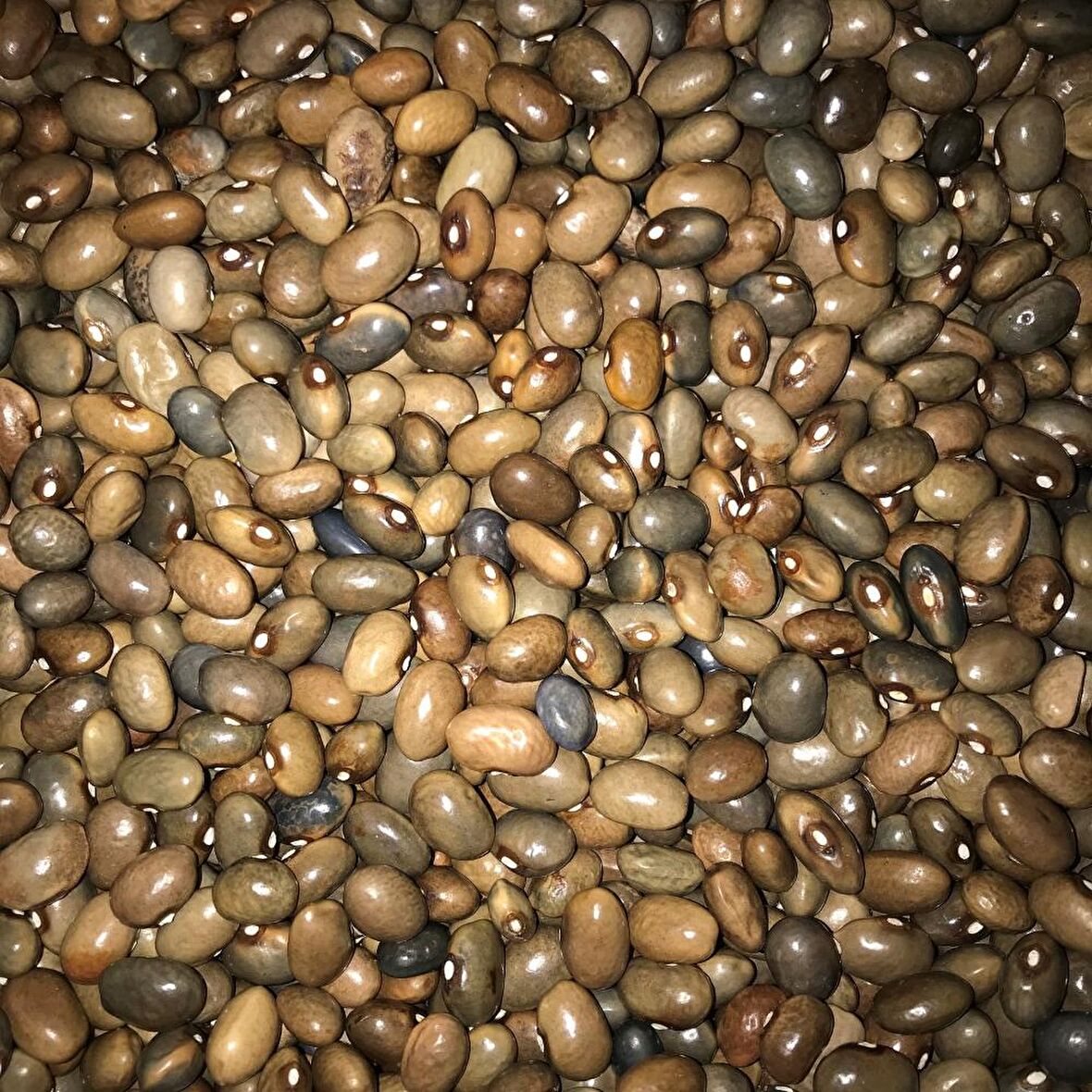 YERLİ UZUN ENLİ TURŞULUK FASULYE TOHUMU 500 GR (KOYU YEŞİL)