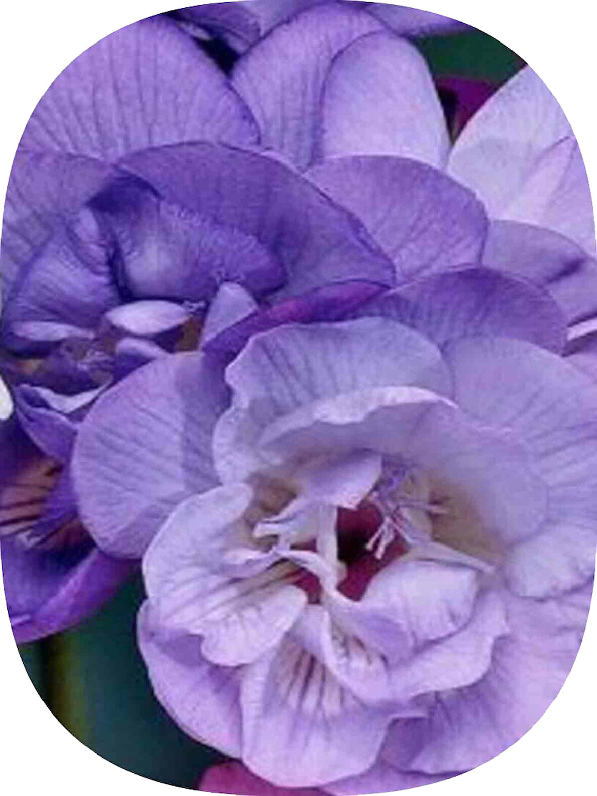 40 Adet Mor Frezya Soğanı Mis Kokulu