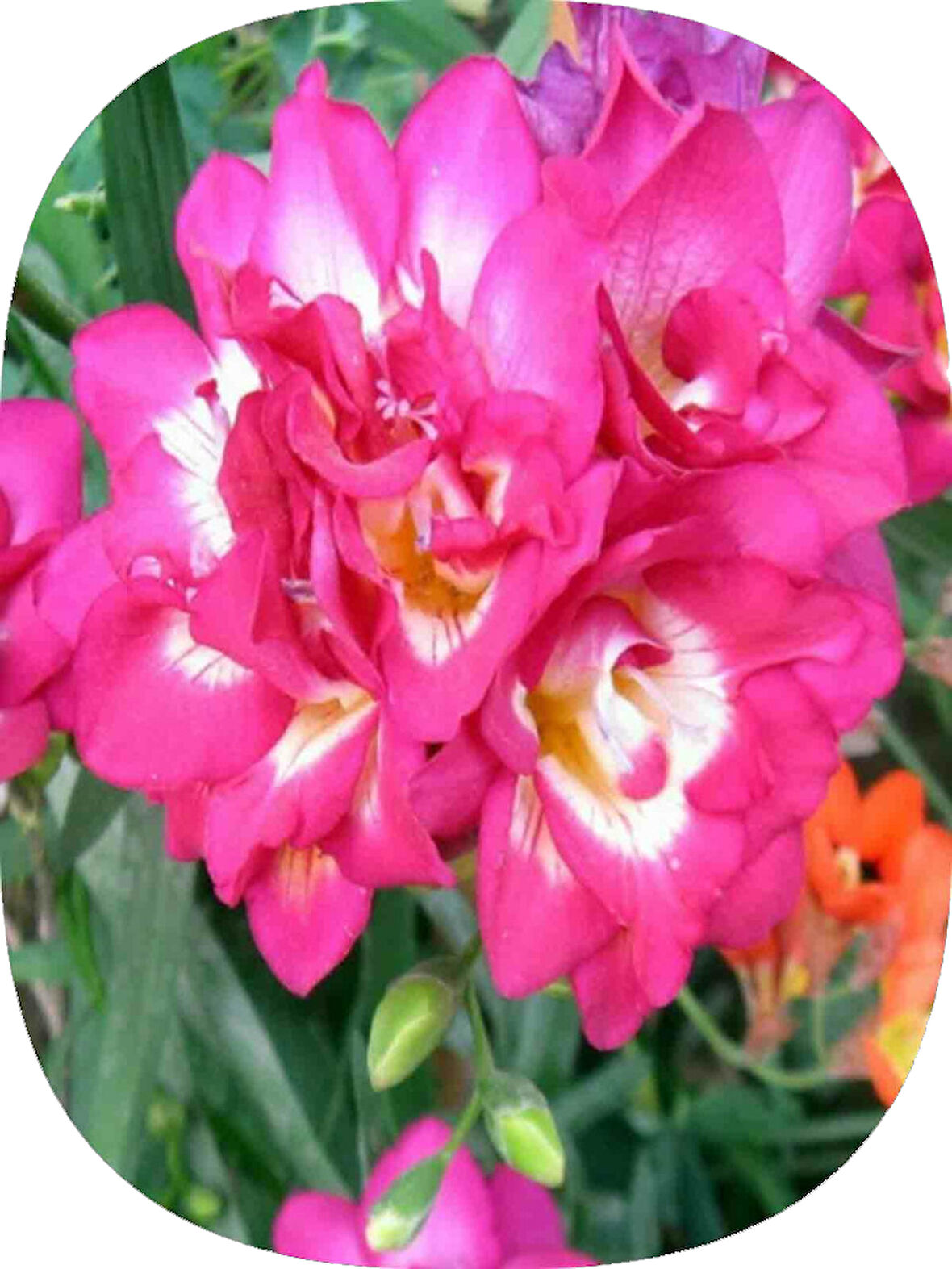 15 Adet Pembe Frezya Soğanı