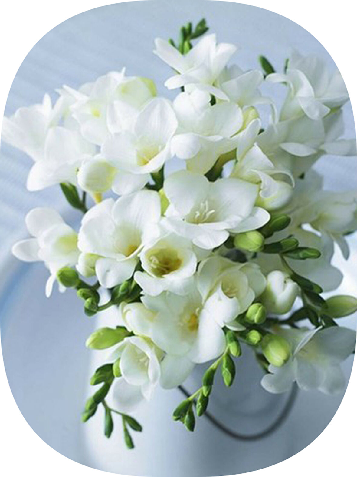 15 Adet Beyaz Frezya Soğanı Mis Kokulu Katmerli