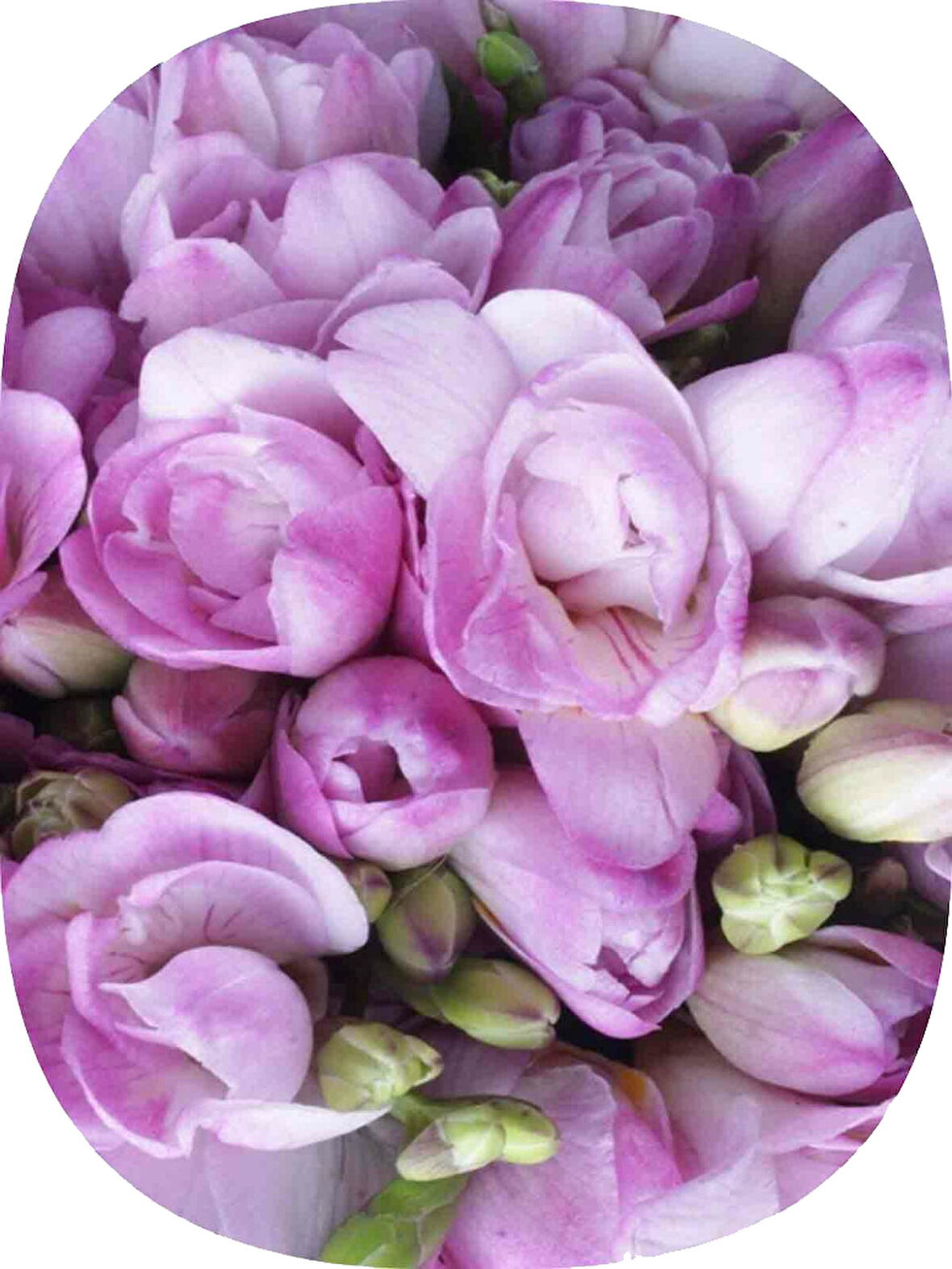 20 Adet Lila Frezya Soğanı Mis Kokulu Katmerli