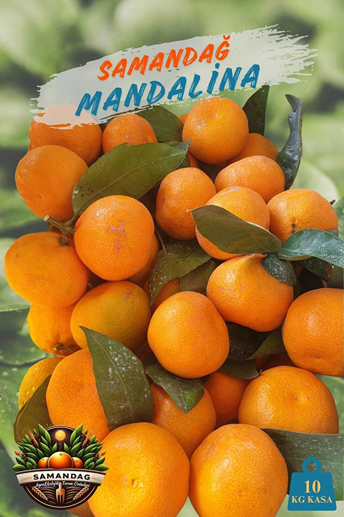 Samandağ Mandalina 10 kg kasa Dalından Taze