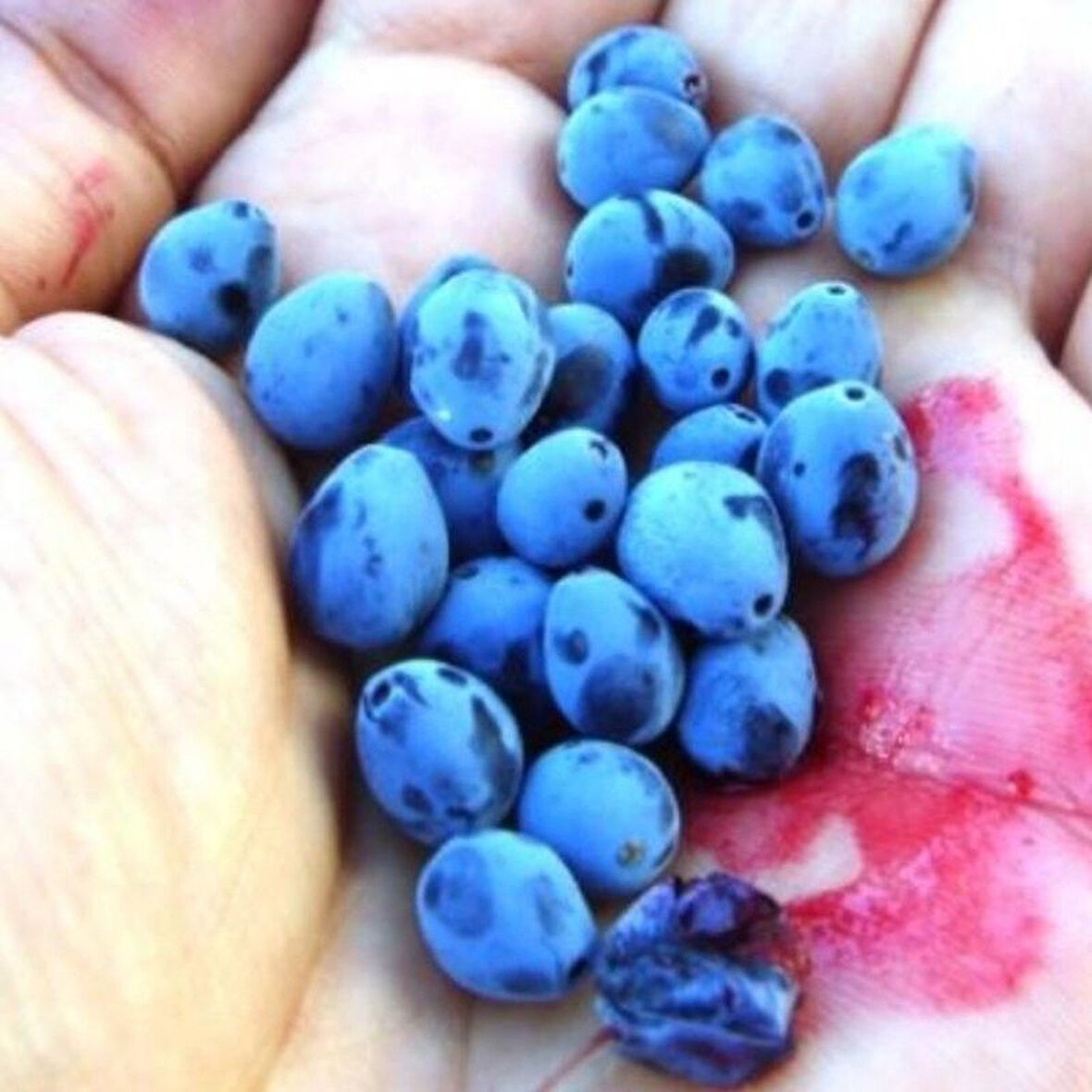 Sert Soğuklara Dayanıklı Doğak Karamuk Karamık Ağacı Meyvesi Tohumu (5 tohum)