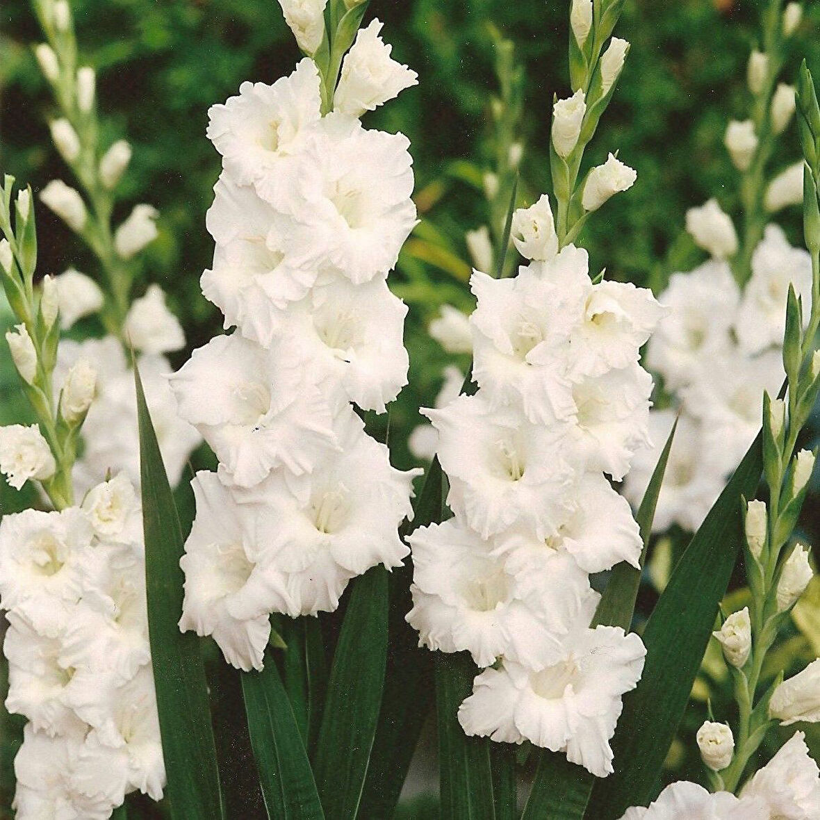 Gladiolus Serena Beyaz Glayör Çiçeği Soğanı (2 adet)