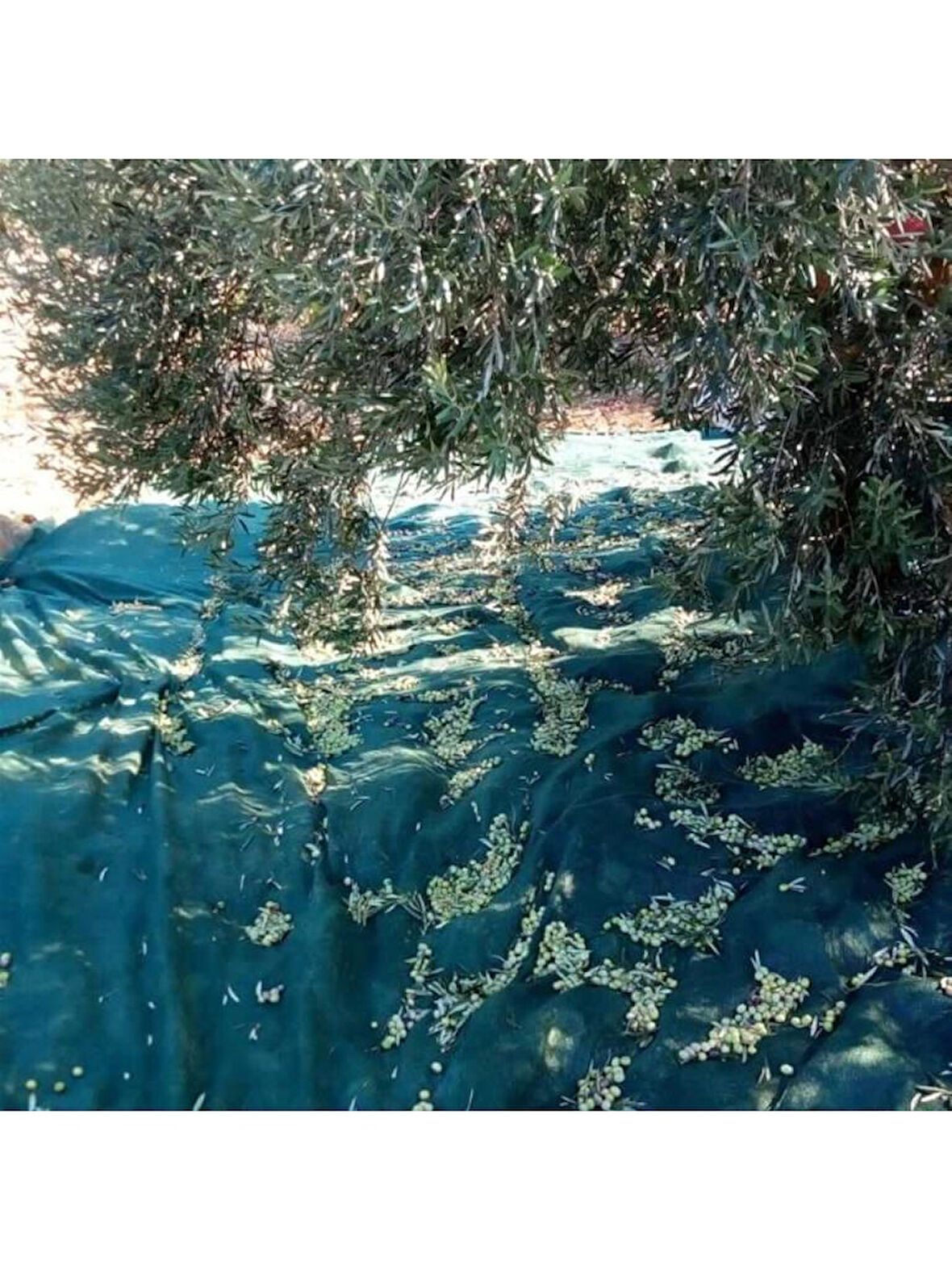 Titanium Zeytin Toplama Filesi 75'Lik 6*8 Metre Gölgelik File - Yeşil - Sergenlik - Zeytin Sergisi - Zeytin Yaygısı