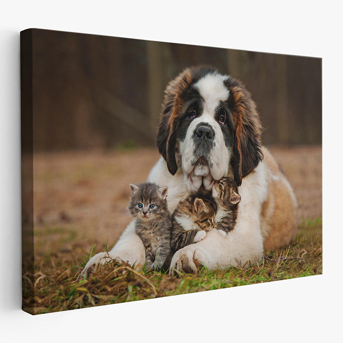 St. Bernard  Köpek ve Yavru Kediler Dekoratif Kanvas Tablo 1124