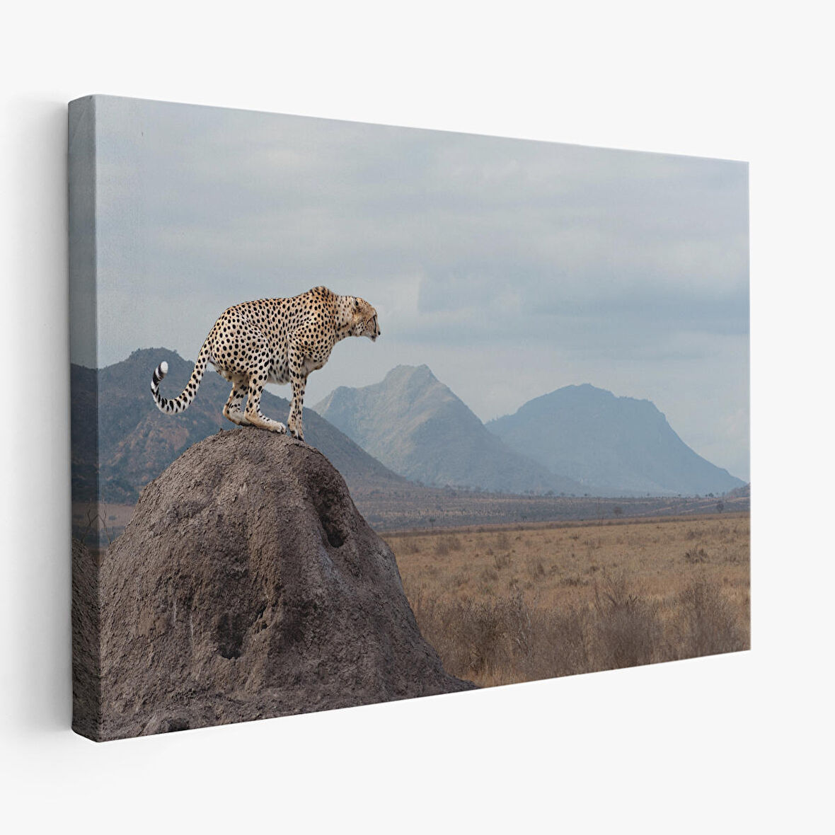 Leopar Dekoratif Kanvas Tablo -1127