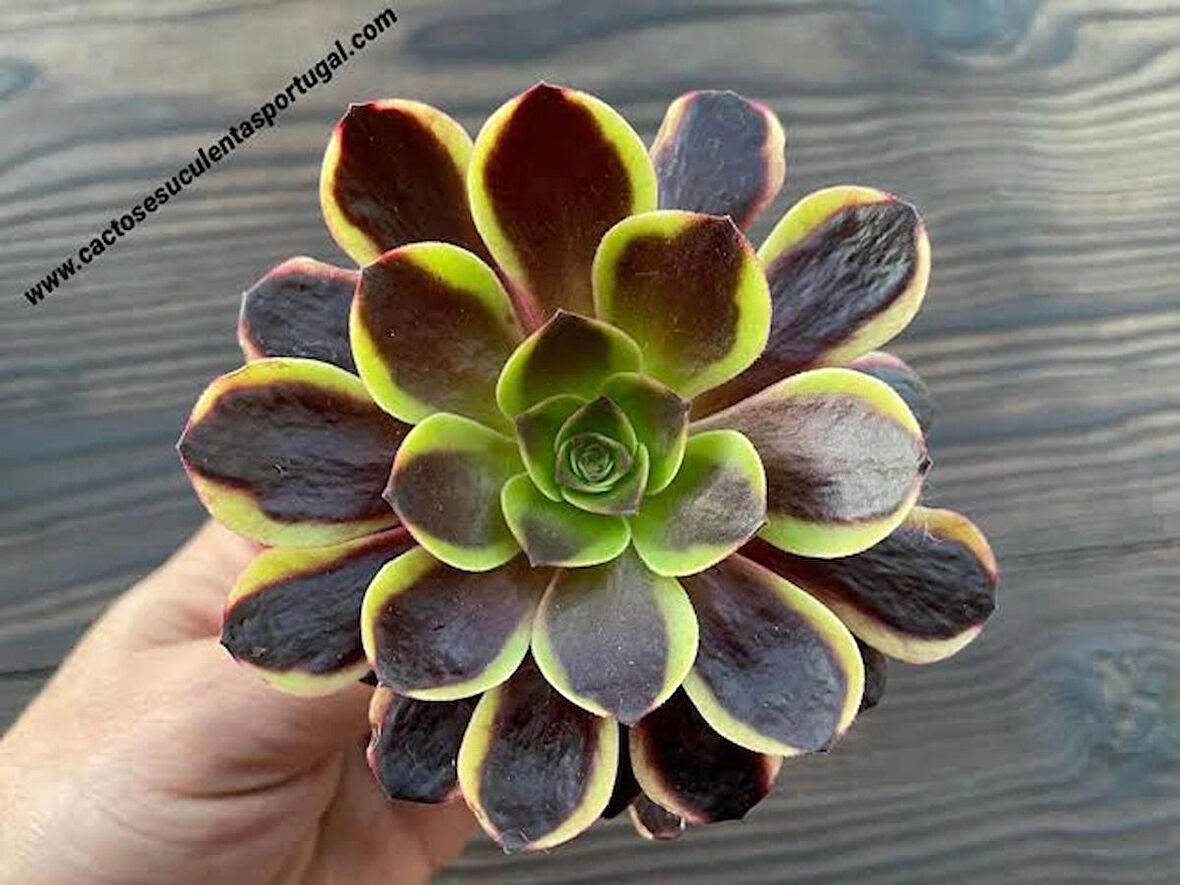 Aeonium Superbum Koreli Sukulent