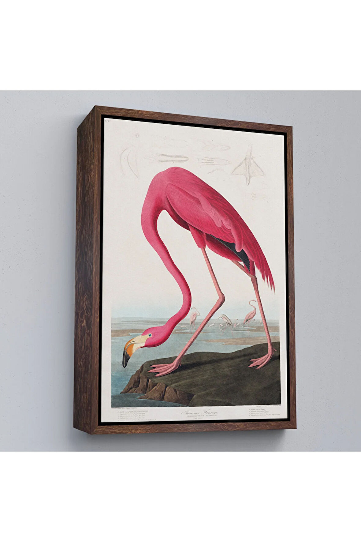 Ahşap Çerçeveli John James Audubon - Amerikan Flamingo Tablosu-7301